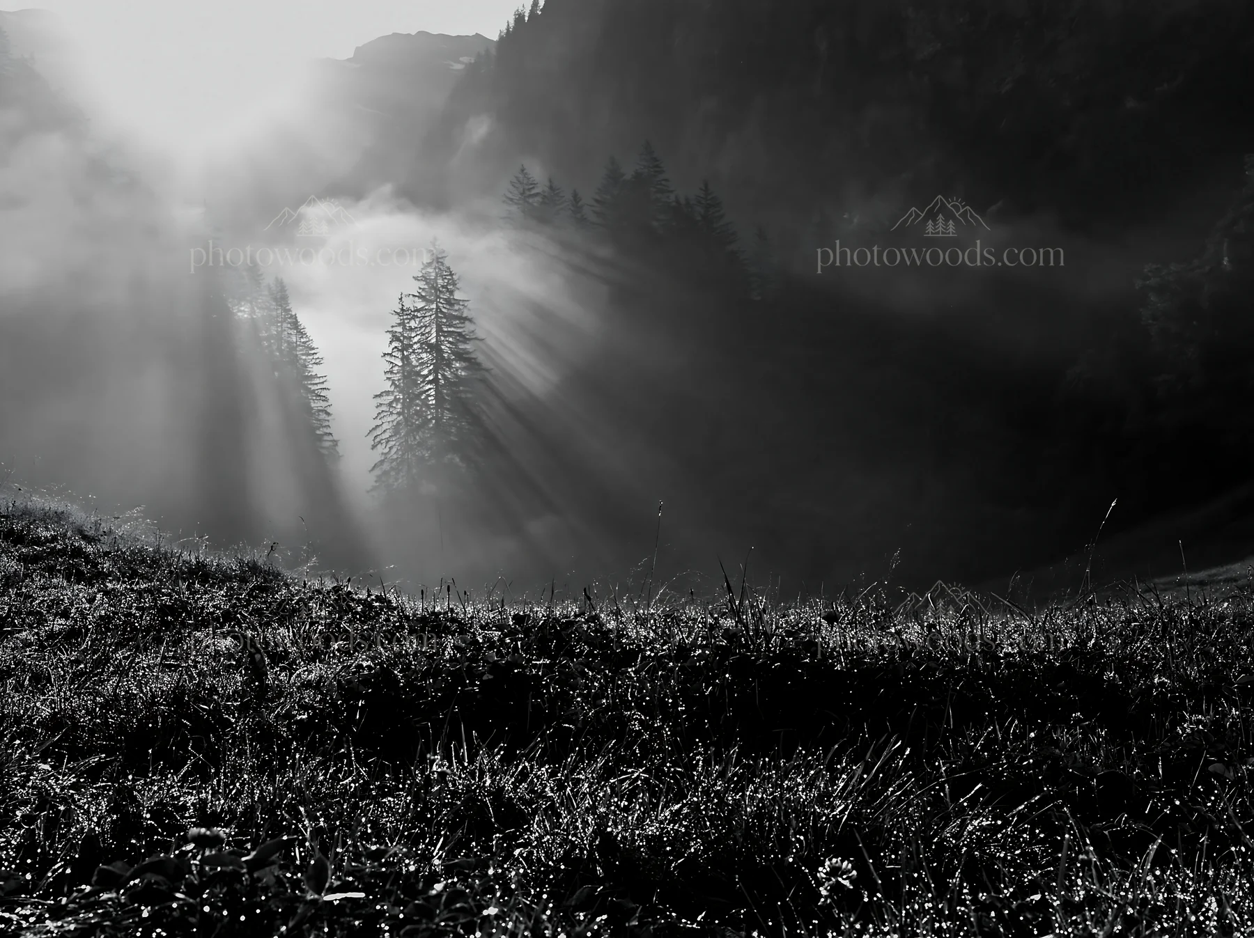 Light rays through trees in Lauterbrunnen Valley meadow - AI-generated stock image