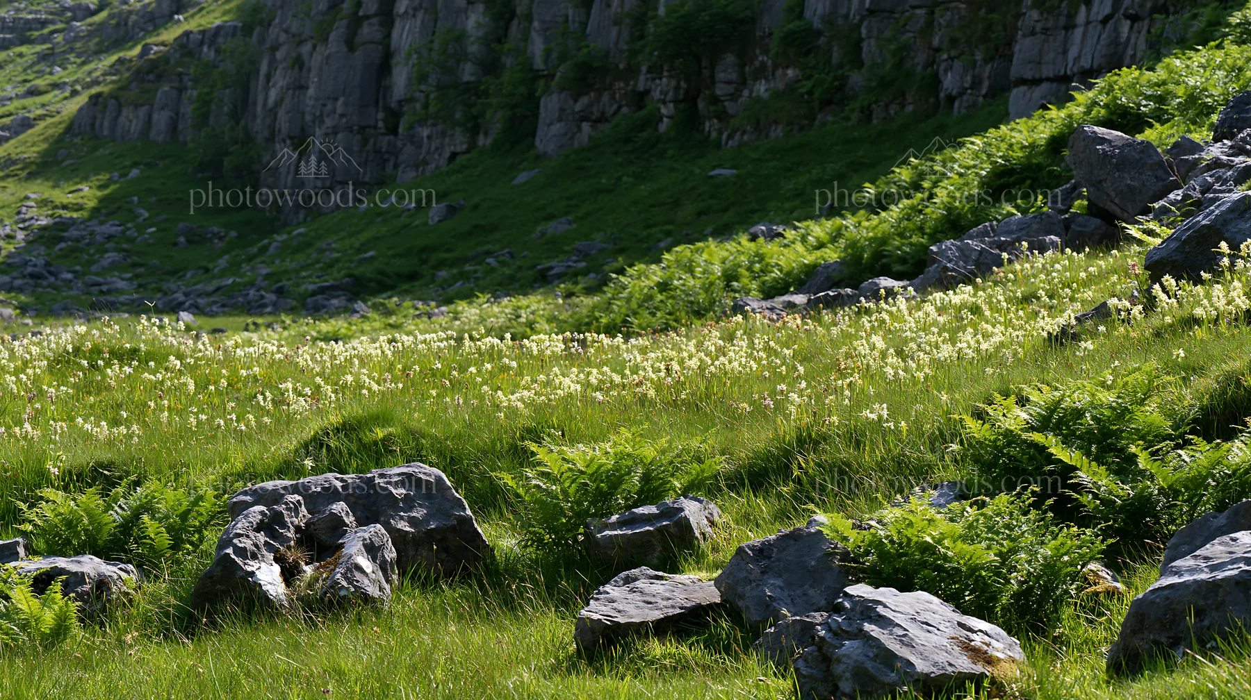 Biodiverse meadow with rocks in a natural landscape - AI-generated stock image