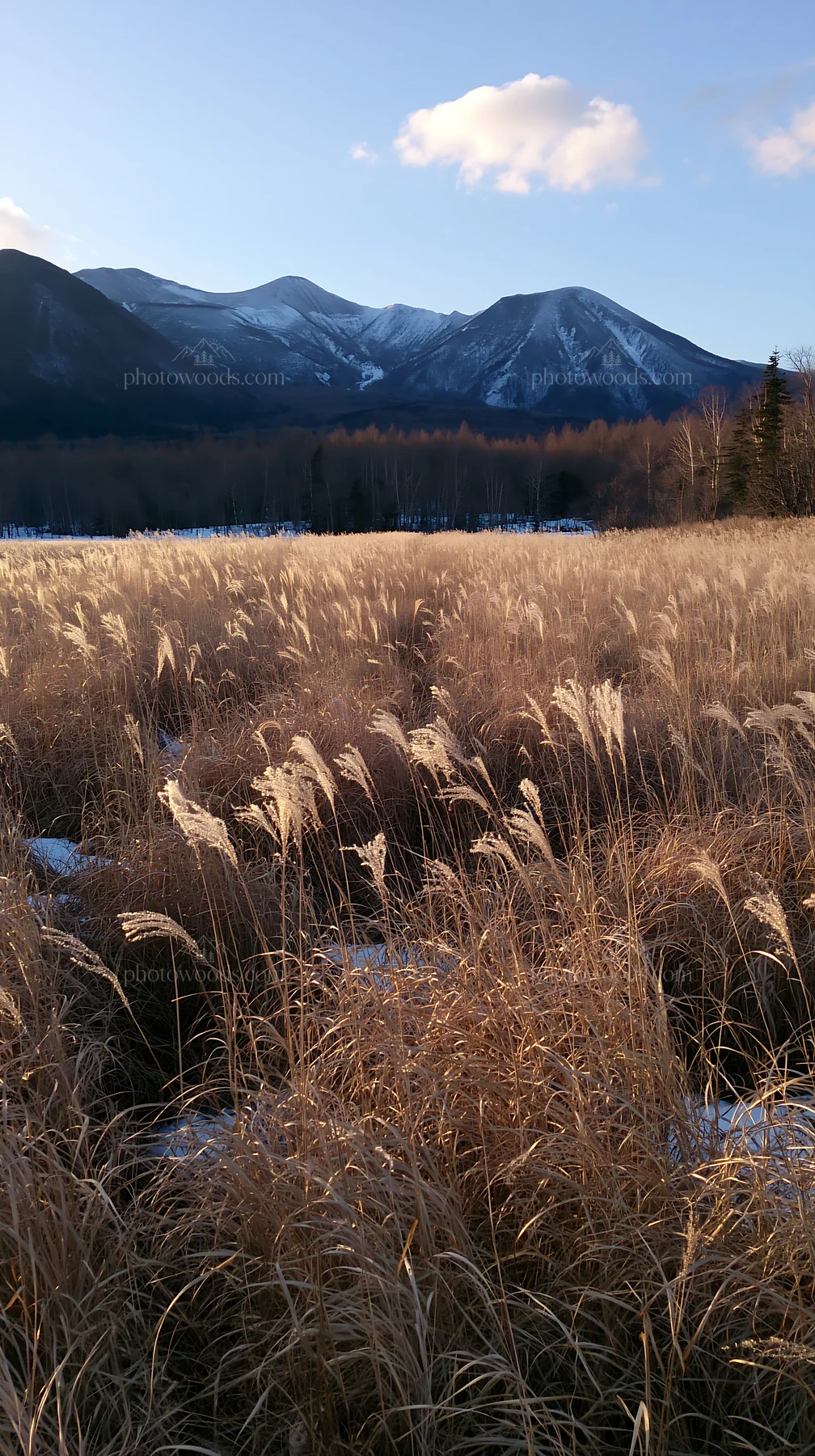 Meadow of Hokkaido silver grass seedheads against snowy mountains - AI-generated stock image