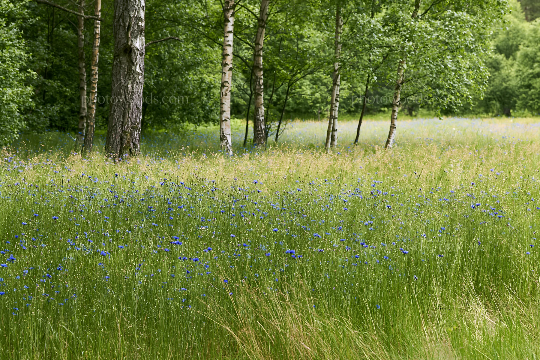 Forest edge meadow with green trees and blue wildflowers - AI-generated stock image