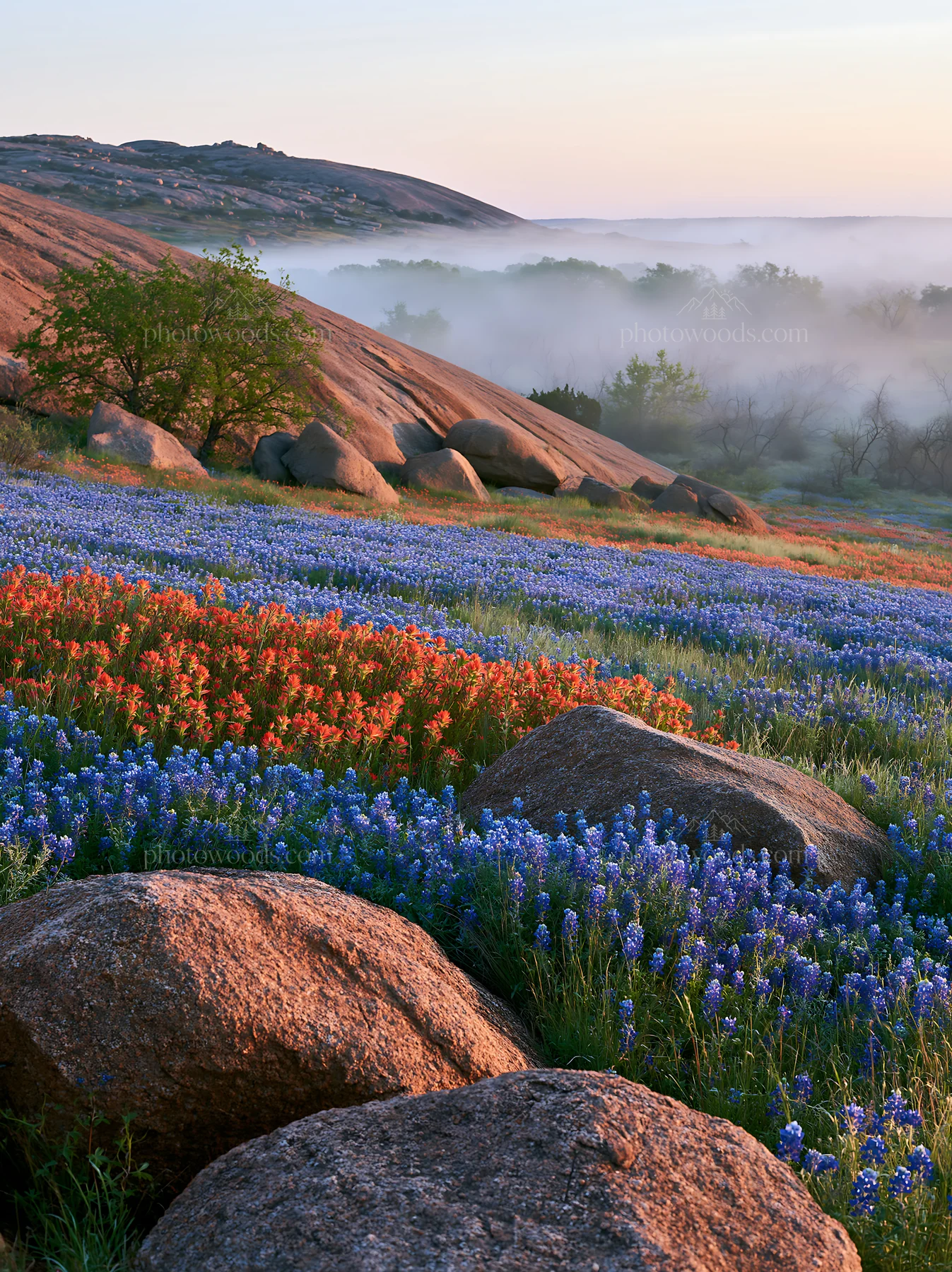 Bluebonnet meadow sunrise with rocks and fog in the background - AI-generated stock image