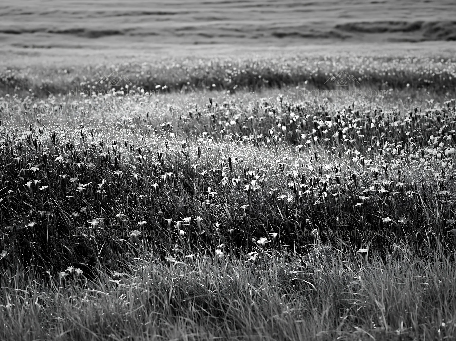 Black and white expansive Hokkaido restoration meadow with dewdrops - AI-generated stock image