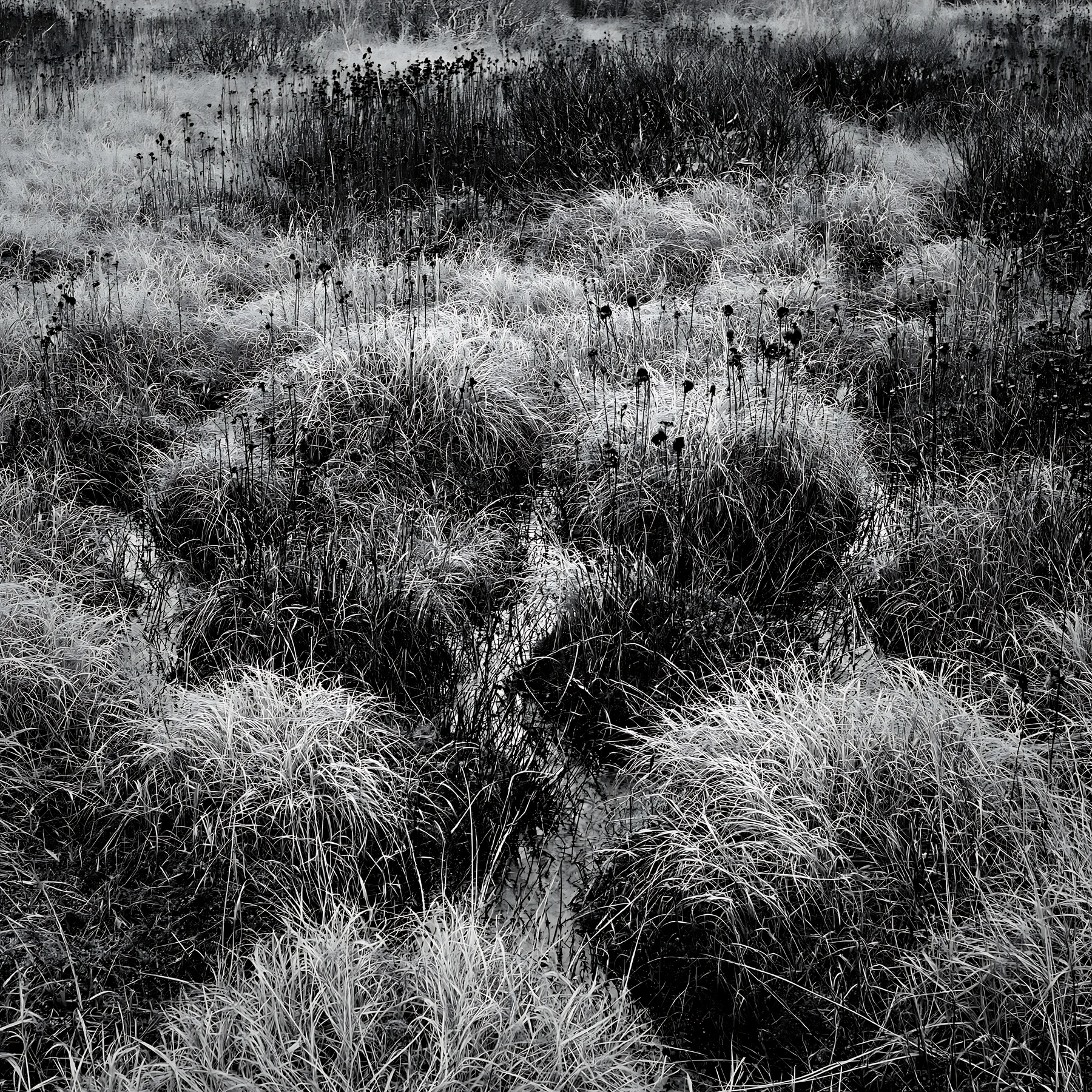 Black and white shizuoka seasonal meadow after heavy rain with puddles and grass - AI-generated stock image