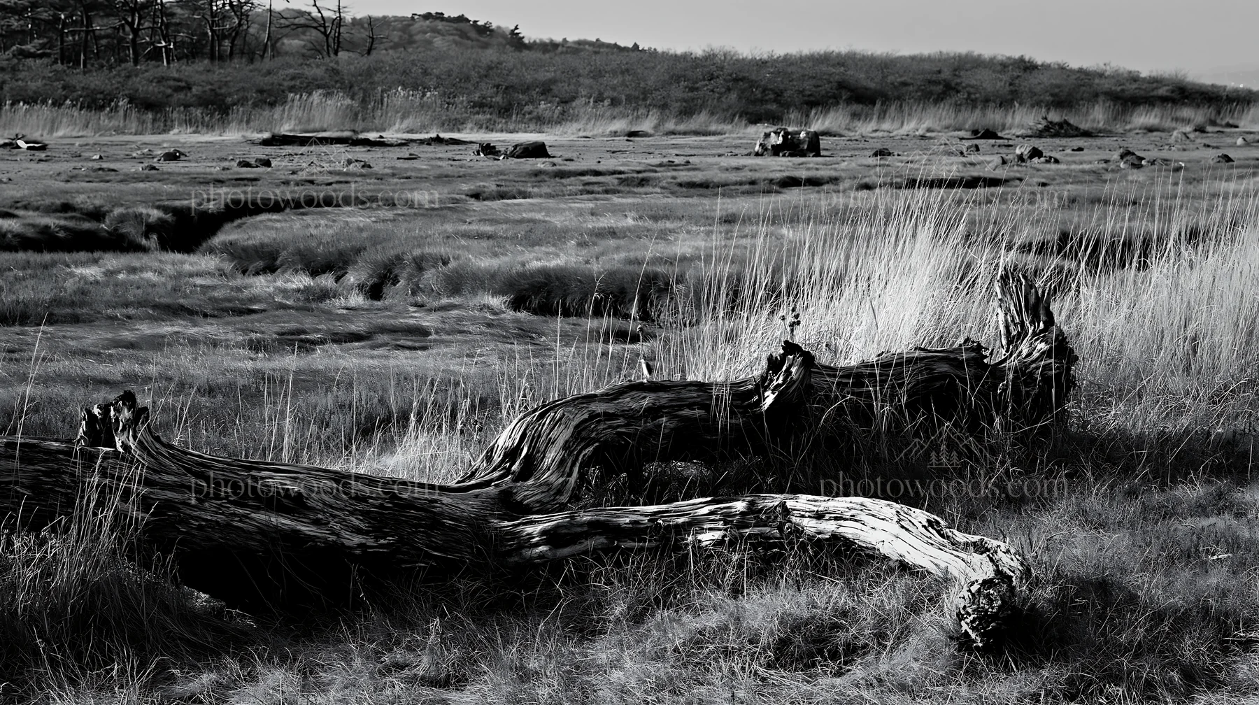 Black and white chiba coastal climate meadow driftwood in foreground - AI-generated stock image