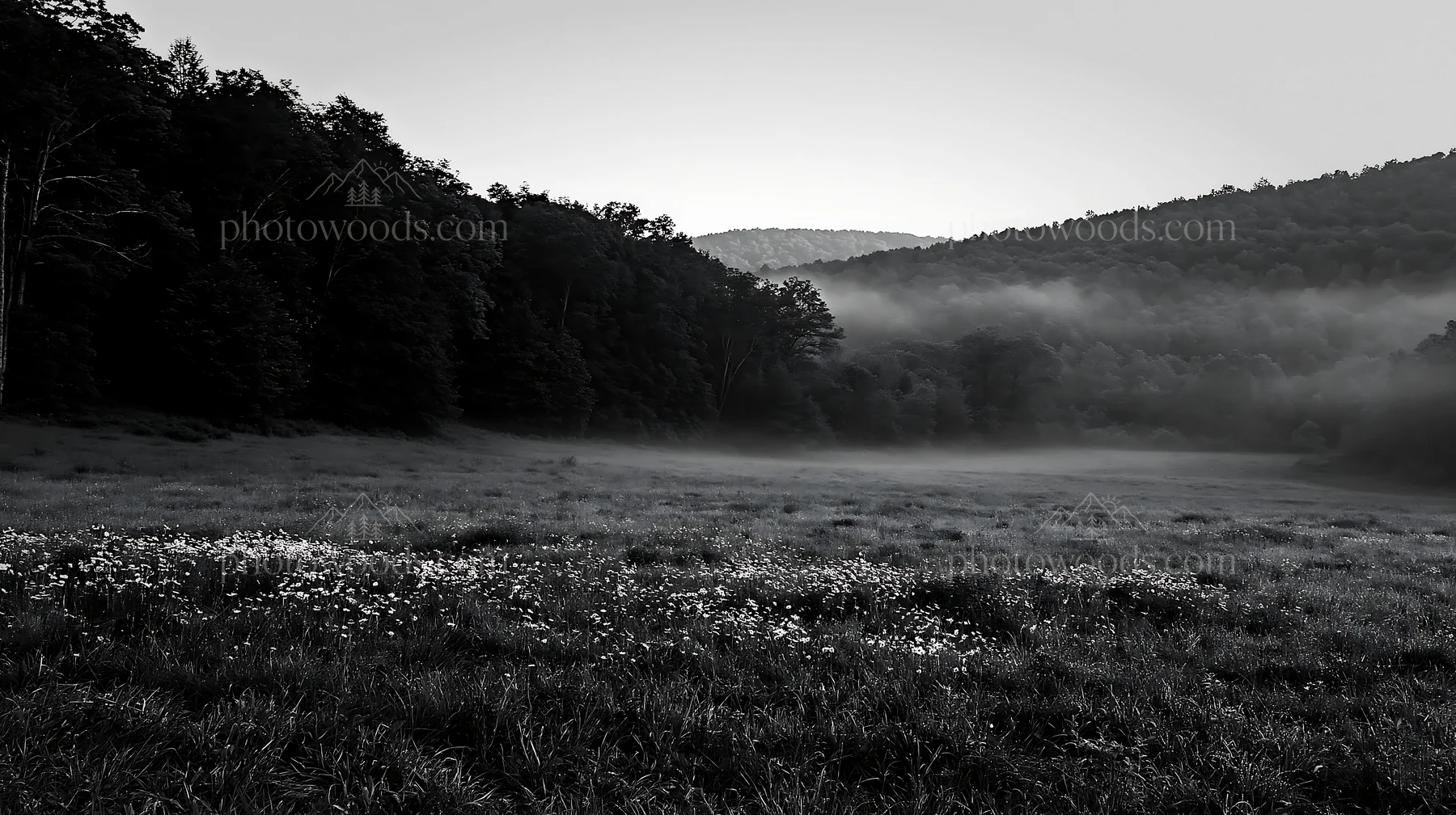 Black and white forest edge meadow with morning mist and trees - AI-generated stock image