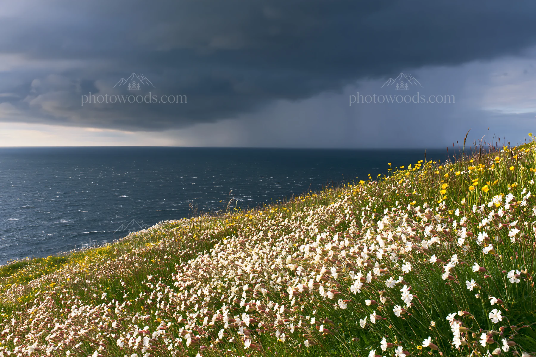 Clifftop meadow with flowers overlooking the ocean - AI-generated stock image