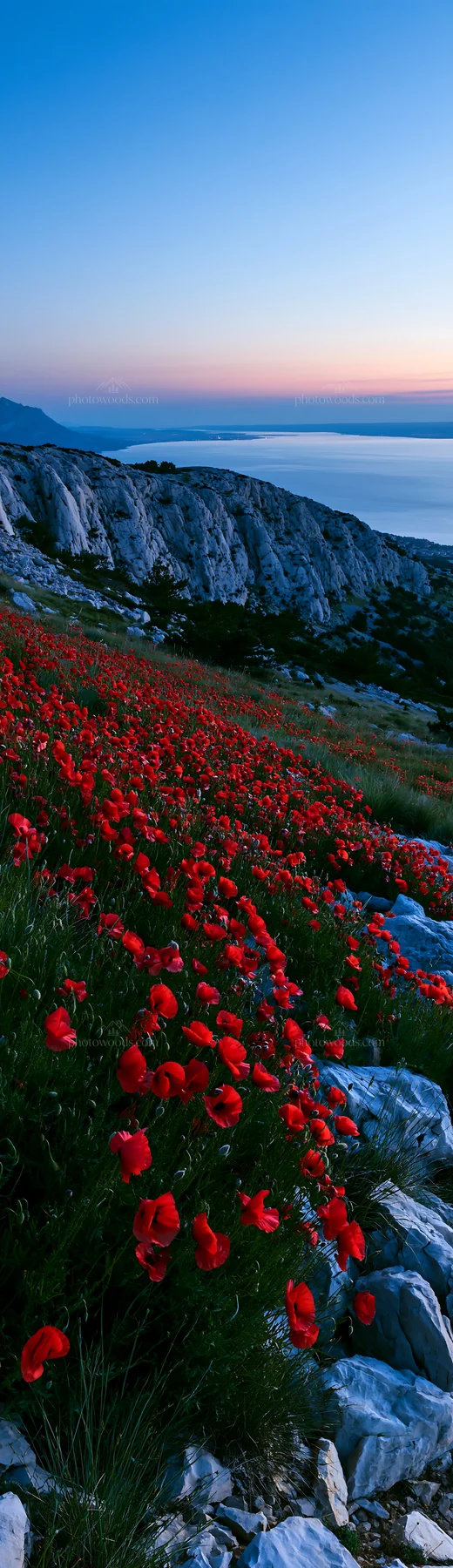 Croatian meadow above Adriatic coast with red flowers - AI-generated stock image