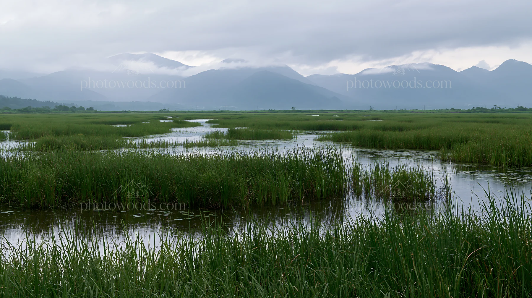 Shiga wetland meadow climate adaptation reeds - AI-generated stock image