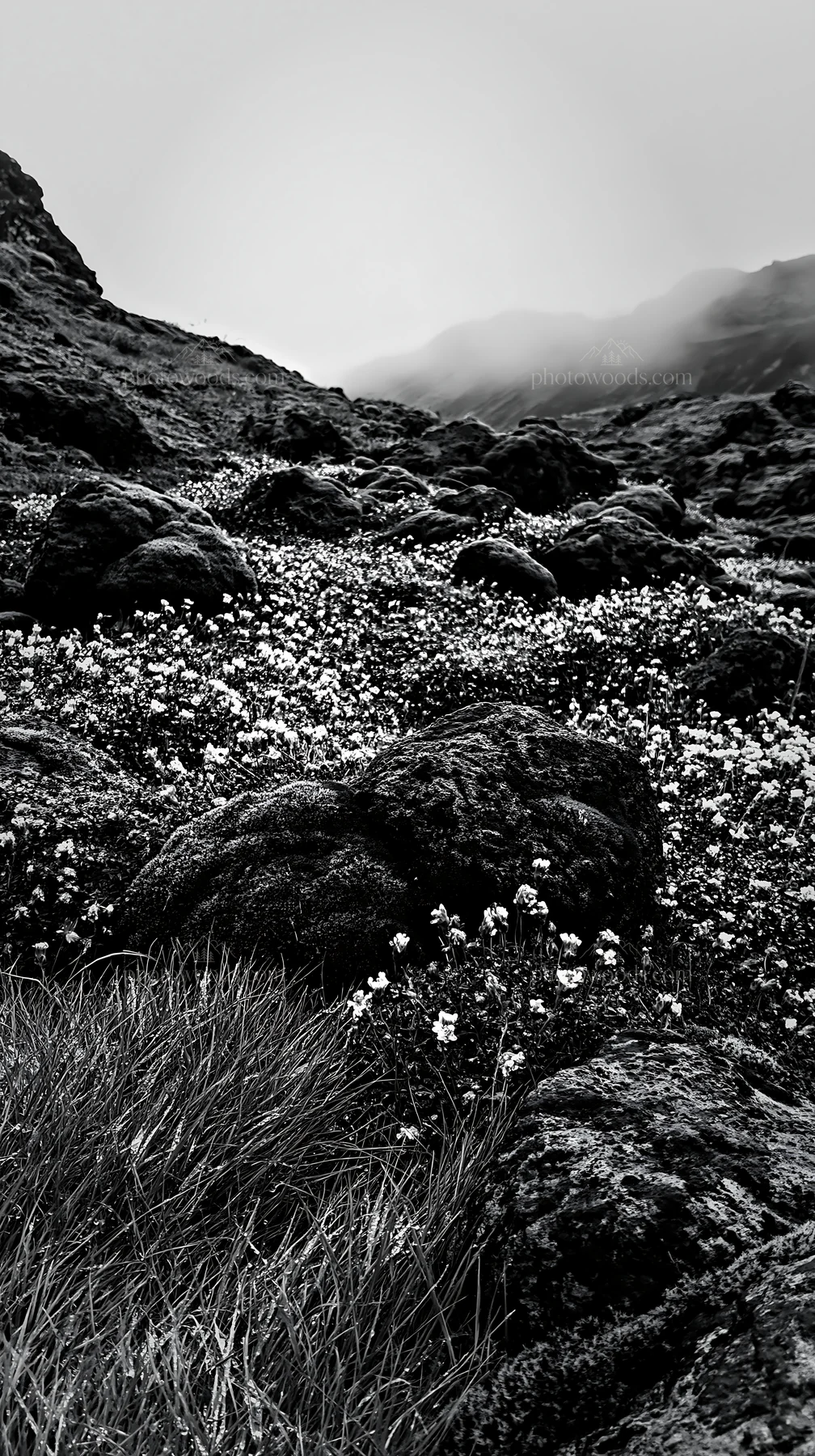 Black and white mossy boulder meadow with wildflowers in a green landscape - AI-generated stock image