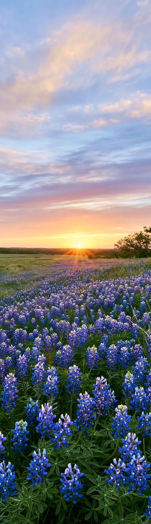 Bluebonnet meadow at sunrise with vibrant flowers - AI-generated stock image