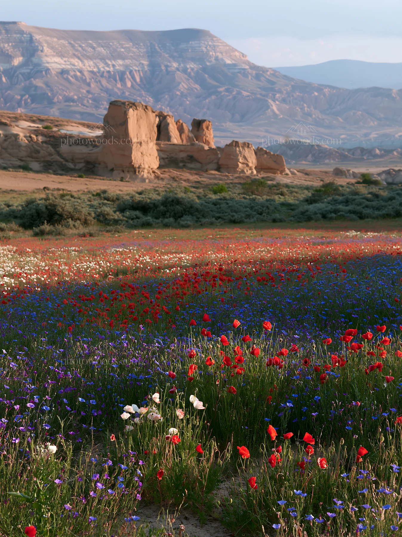 Poppy and flax flowers in a meadow under mountain scenery - AI-generated stock image