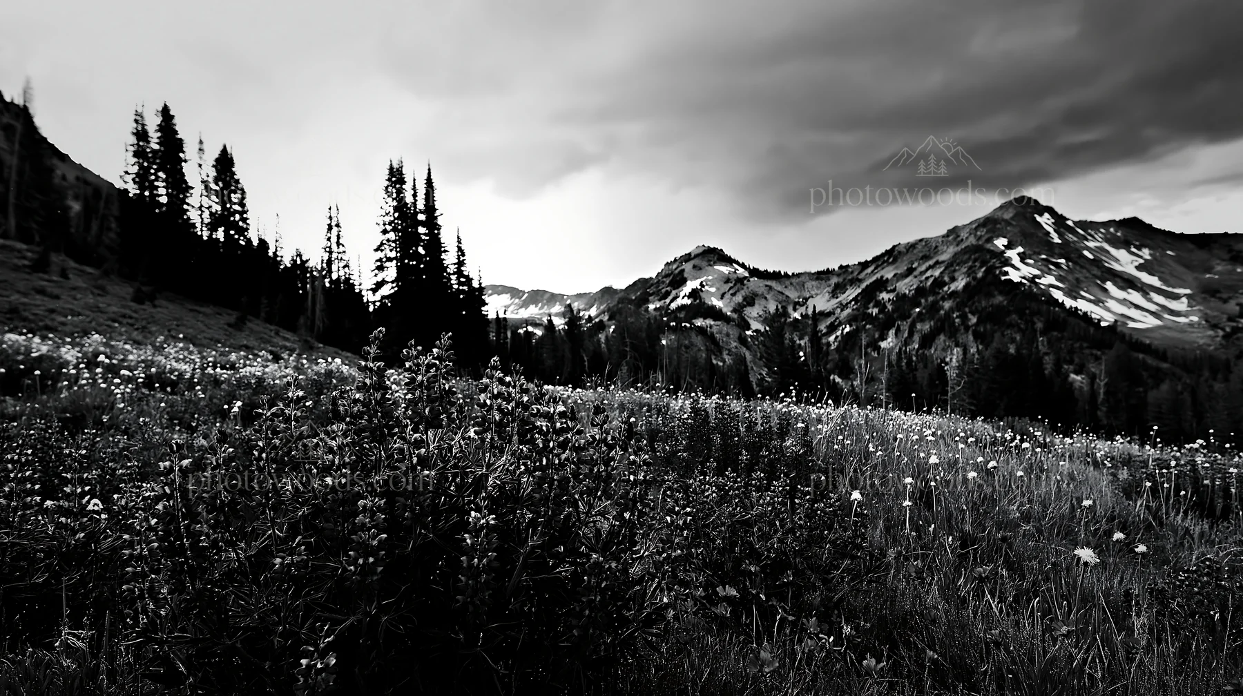 Black and white rainwashed meadow with dark clouds and blooming flowers - AI-generated stock image