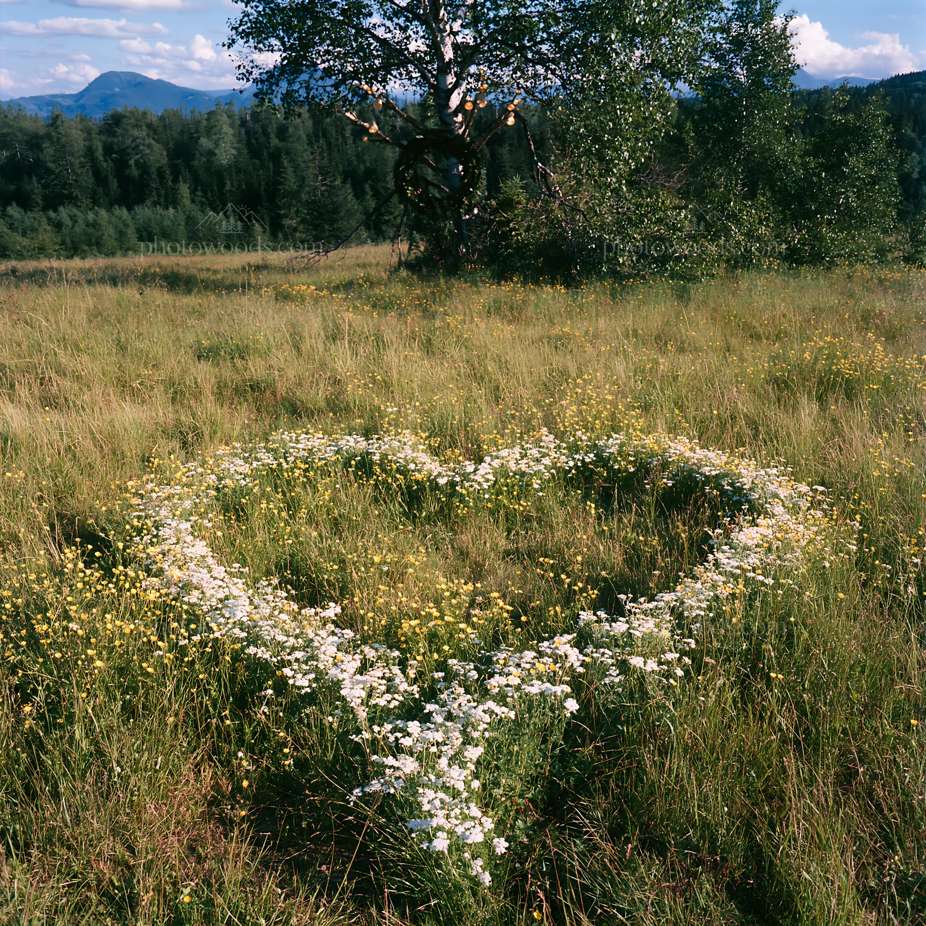 Vast Christmas meadow wreath in the Tatra Mountains - AI-generated stock image