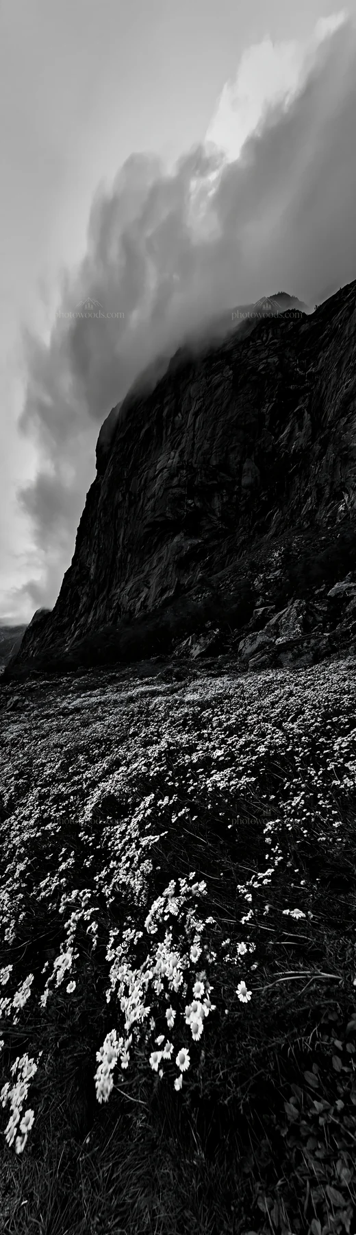 Chamomile meadow near rocky cliff with clouds above - AI-generated stock image