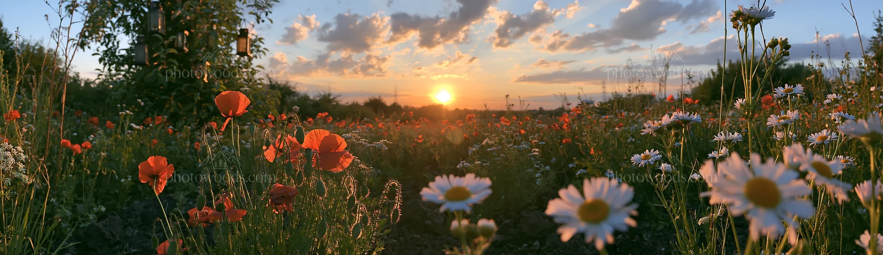 Sunset over blooming meadow with flowers and healthy soil - AI-generated stock image