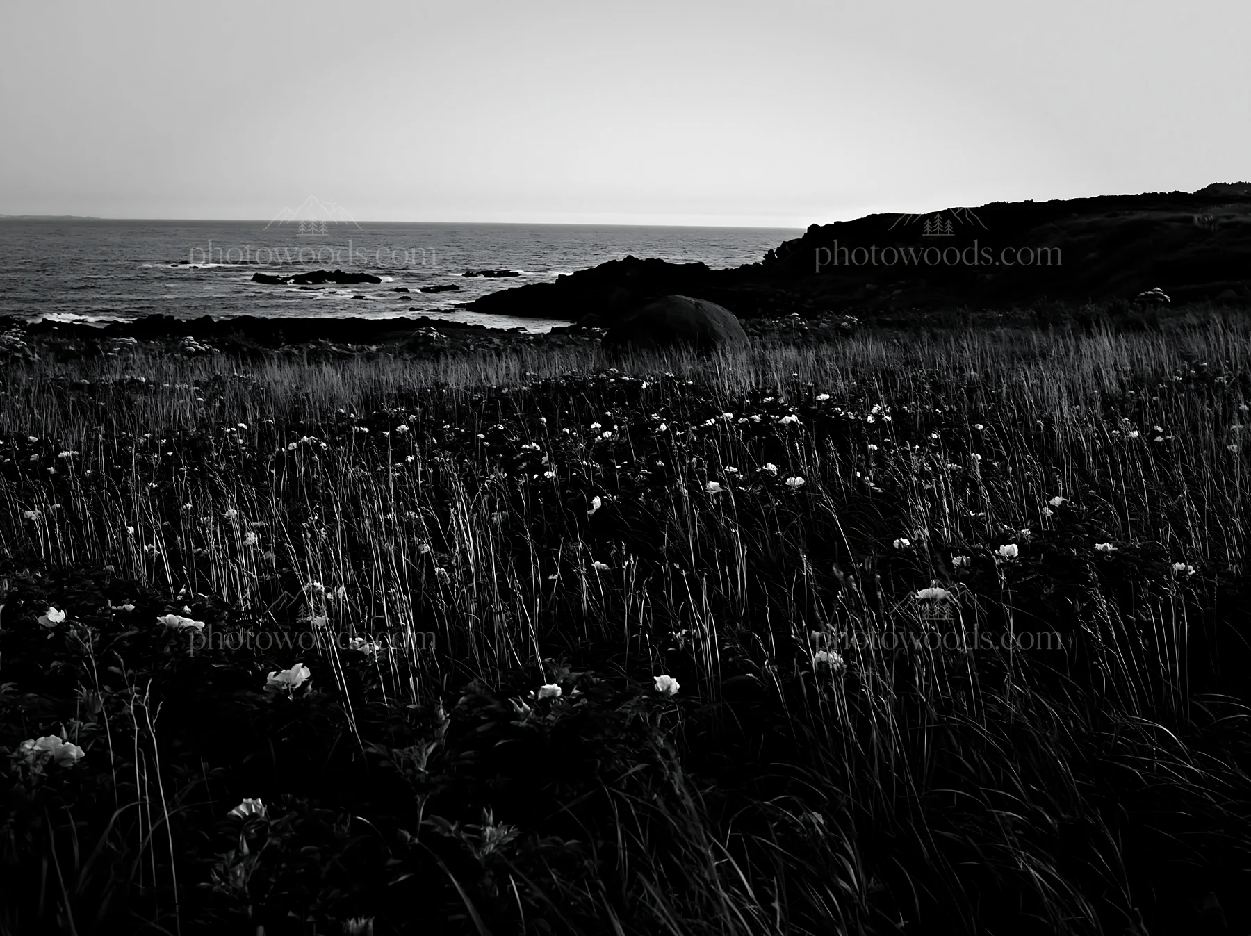 Black and white aomori climate resilient meadow with boulder - AI-generated stock image