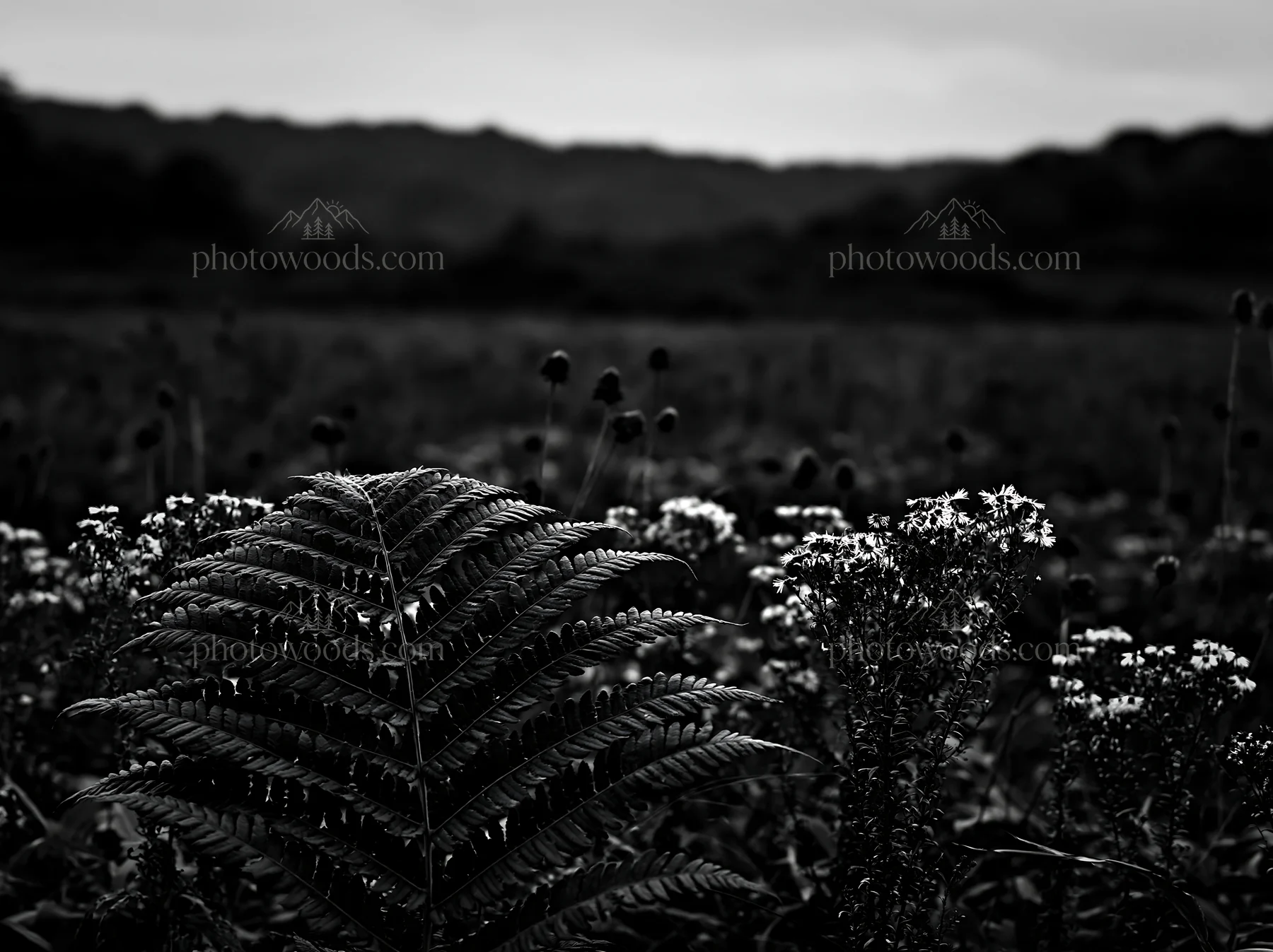 Black and white tokushima mountain meadow fern frond in foreground of landscape - AI-generated stock image