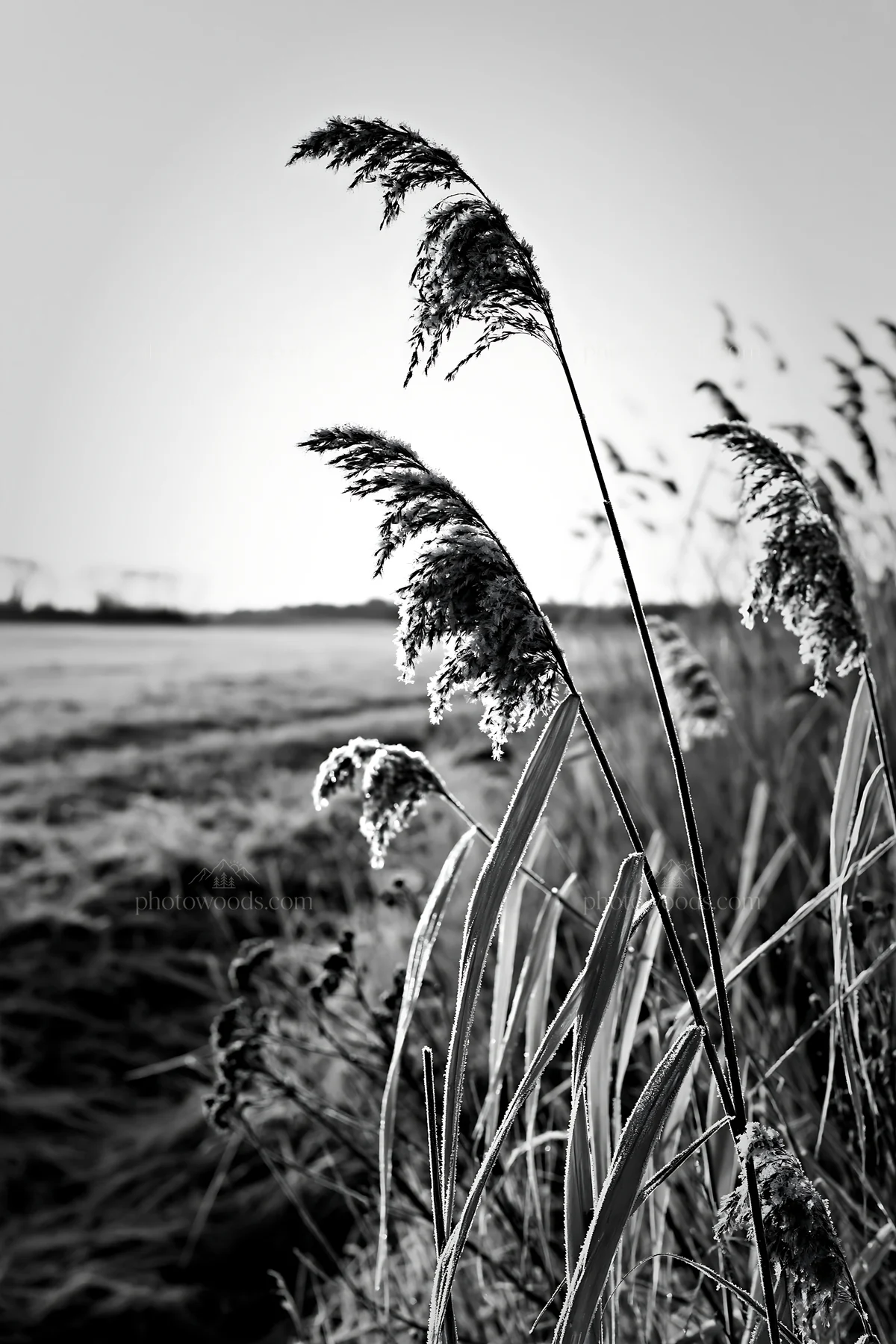 Saga floodplain meadow with reed foreground in black and white - AI-generated stock image