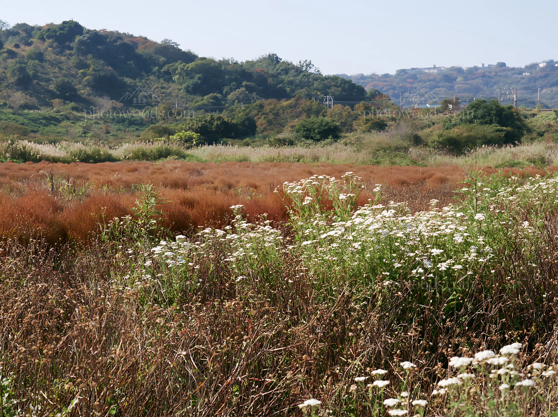 Tokyo urban biodiversity meadow with seedheads and wildflowers - AI-generated stock image