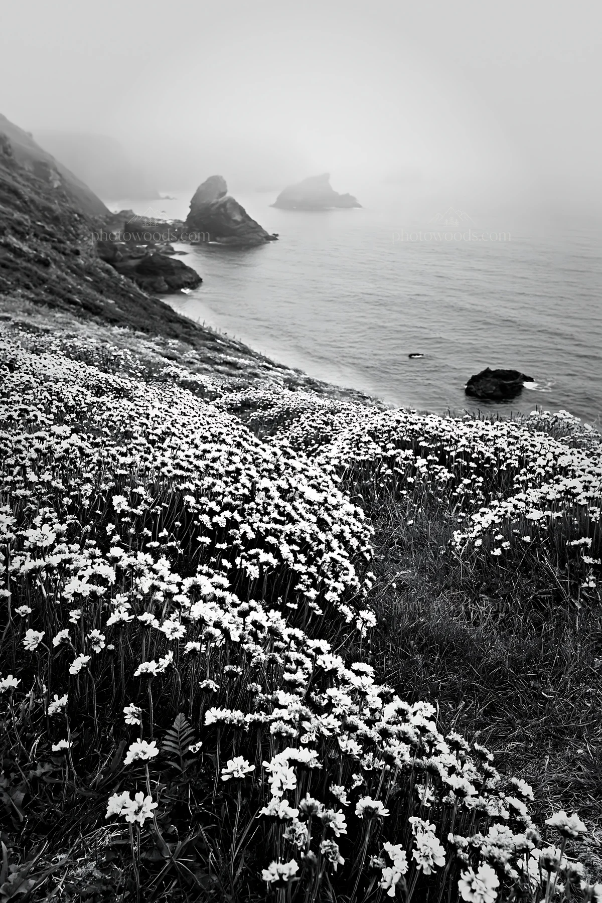 Black and white pink campion meadow by the ocean under fog - AI-generated stock image