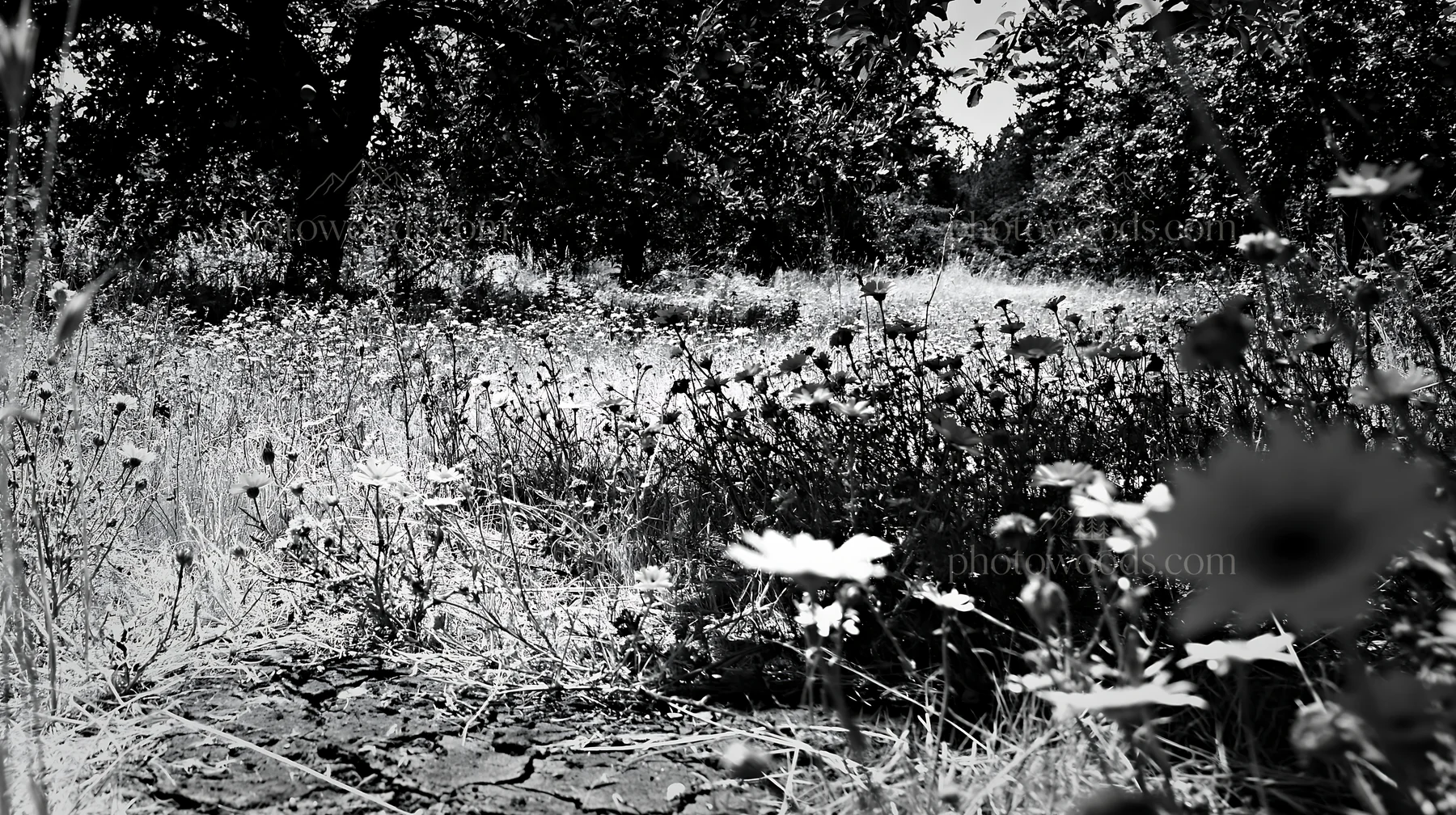 Highland apple meadow with flowers and trees - AI-generated stock image