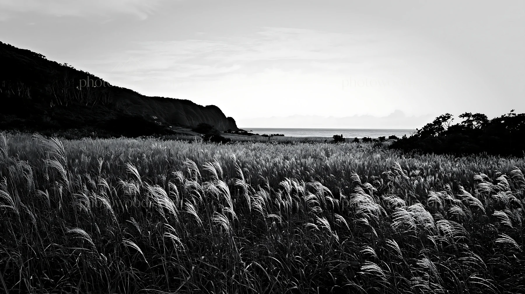 Black and white iwate rain refreshed meadow seedhead foreground with a coastal view - AI-generated stock image