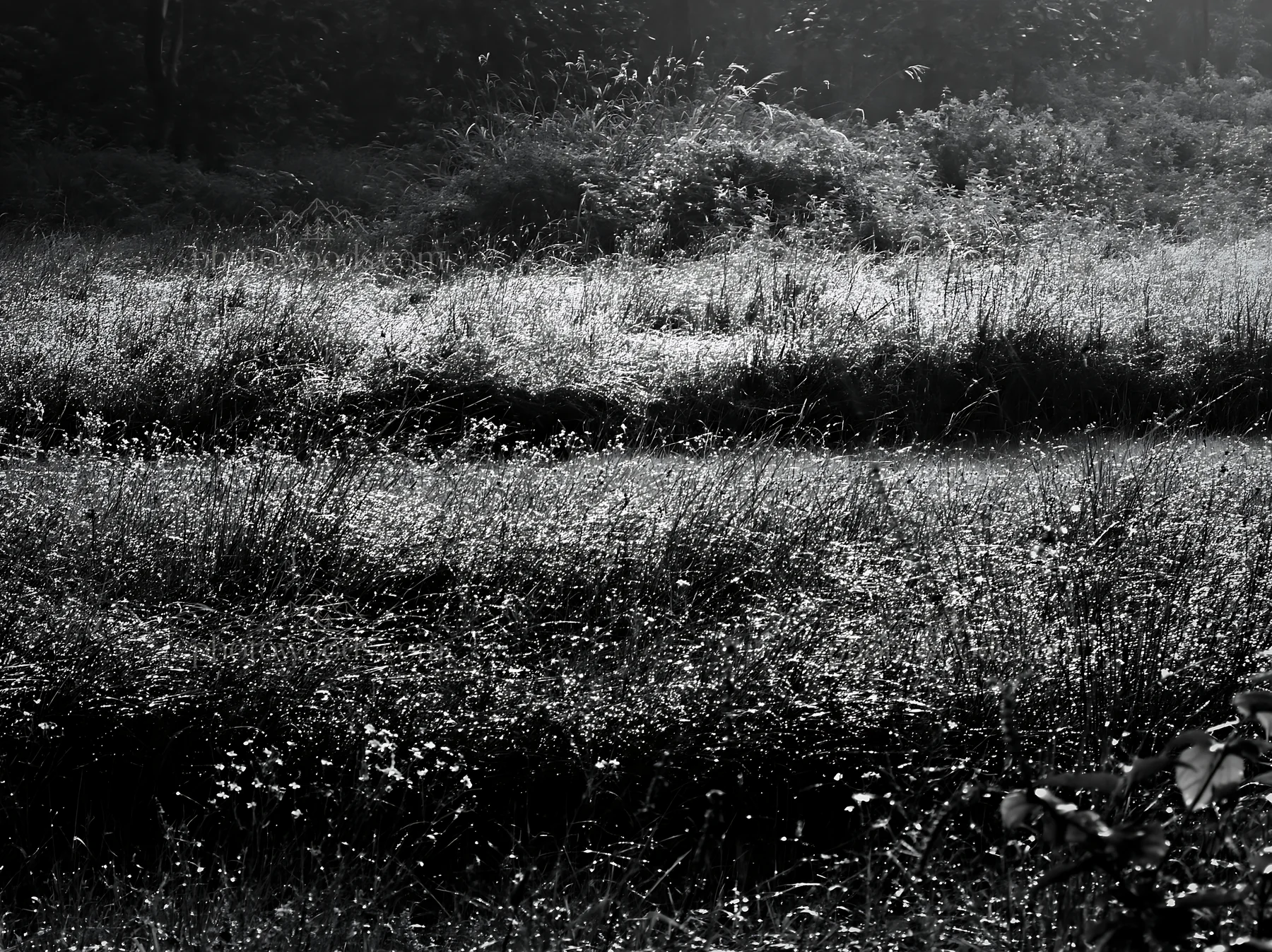Kochi meadow with rain beaded grasses in monsoon season - AI-generated stock image