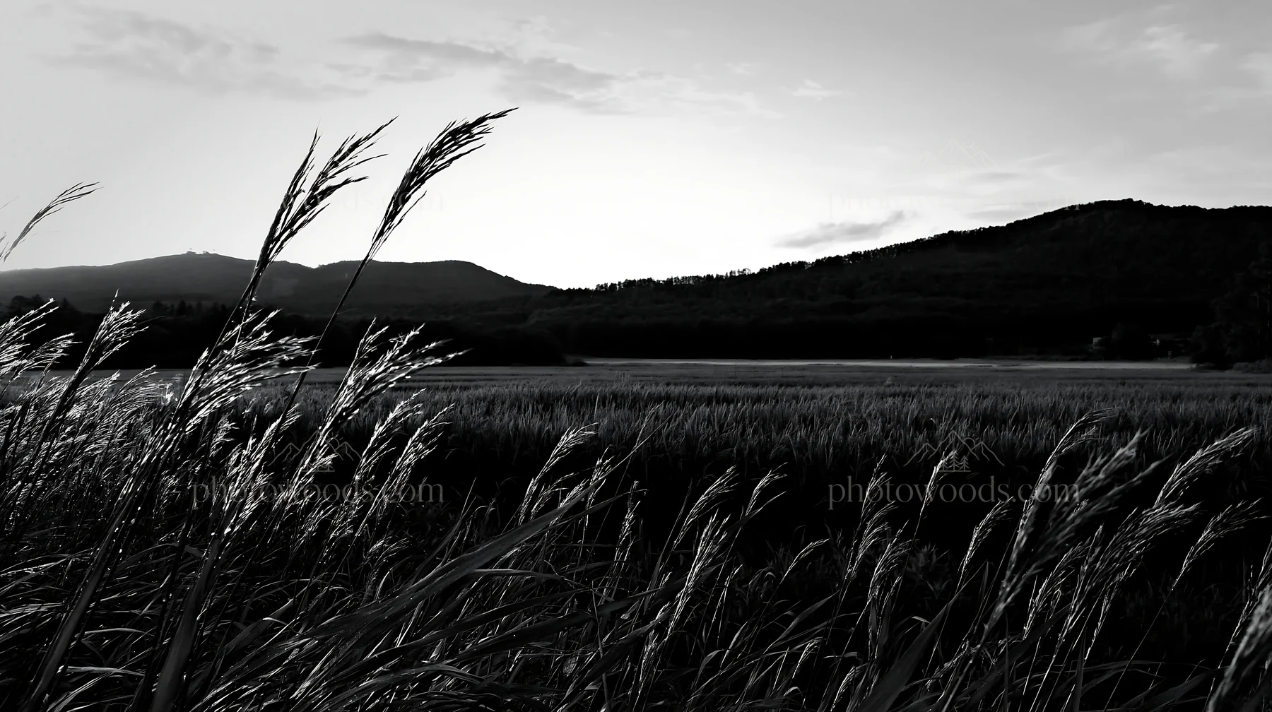 Black and white iwate rain refreshed meadow seedhead foreground at sunset - AI-generated stock image