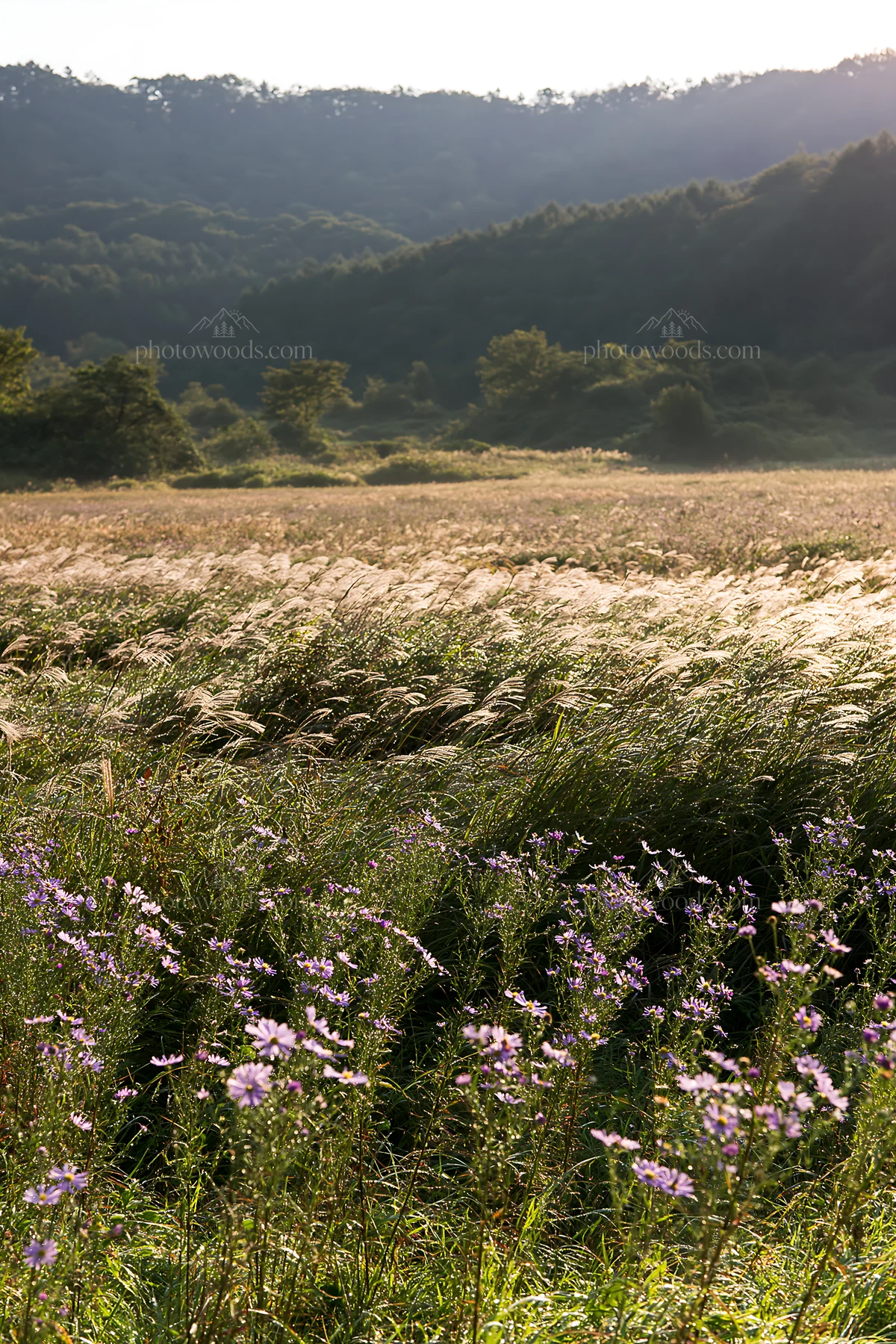 Expansive Hokkaido restoration meadow with dewdrops - AI-generated stock image