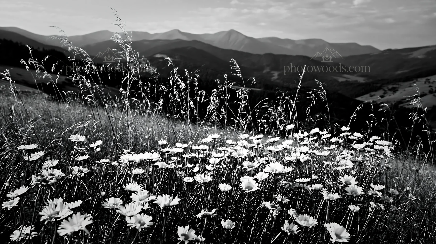 Slovak meadow in Carpathian valley with wildflowers - AI-generated stock image