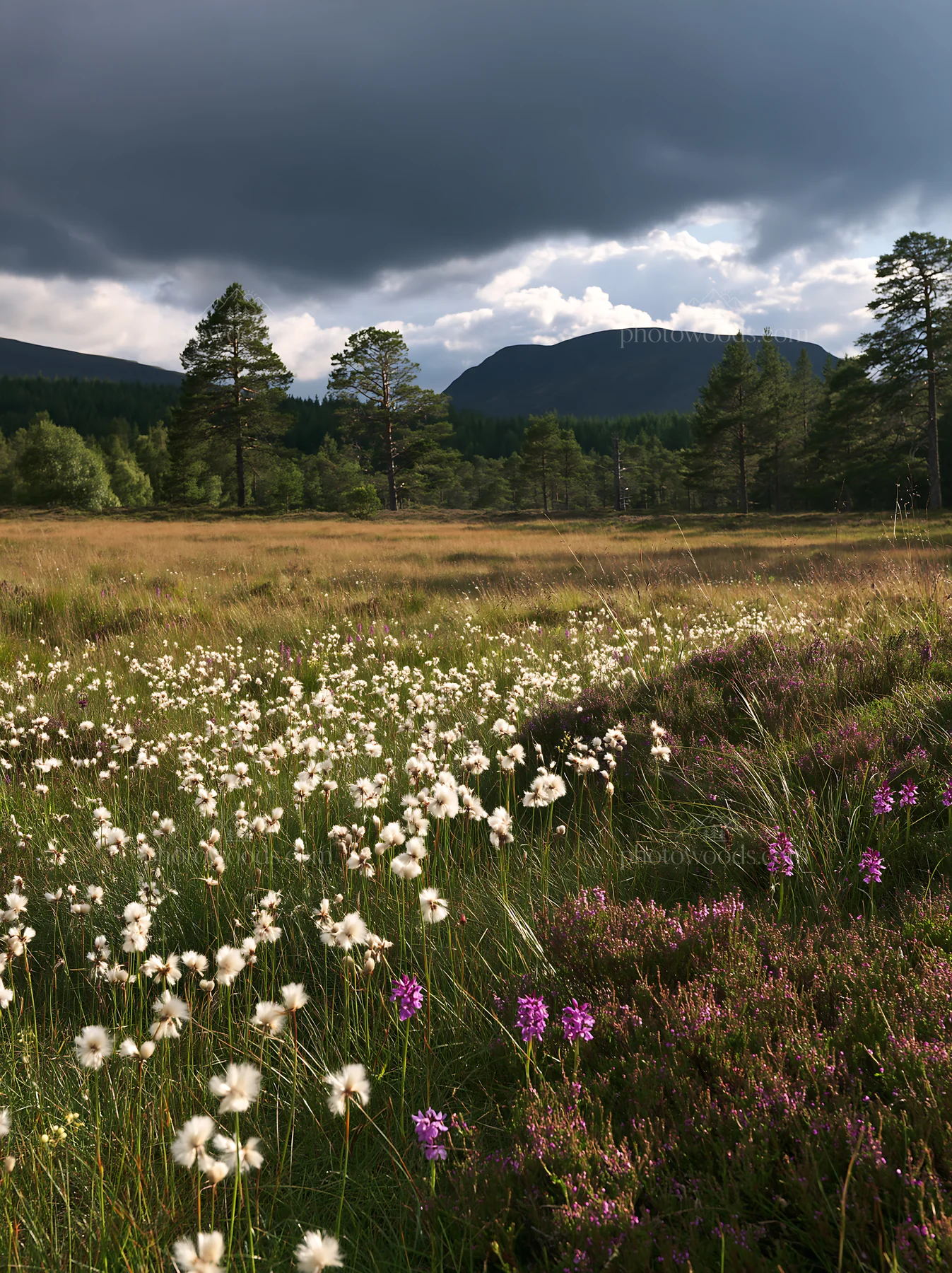 Pine forest meadow with flowers under cloudy sky - AI-generated stock image