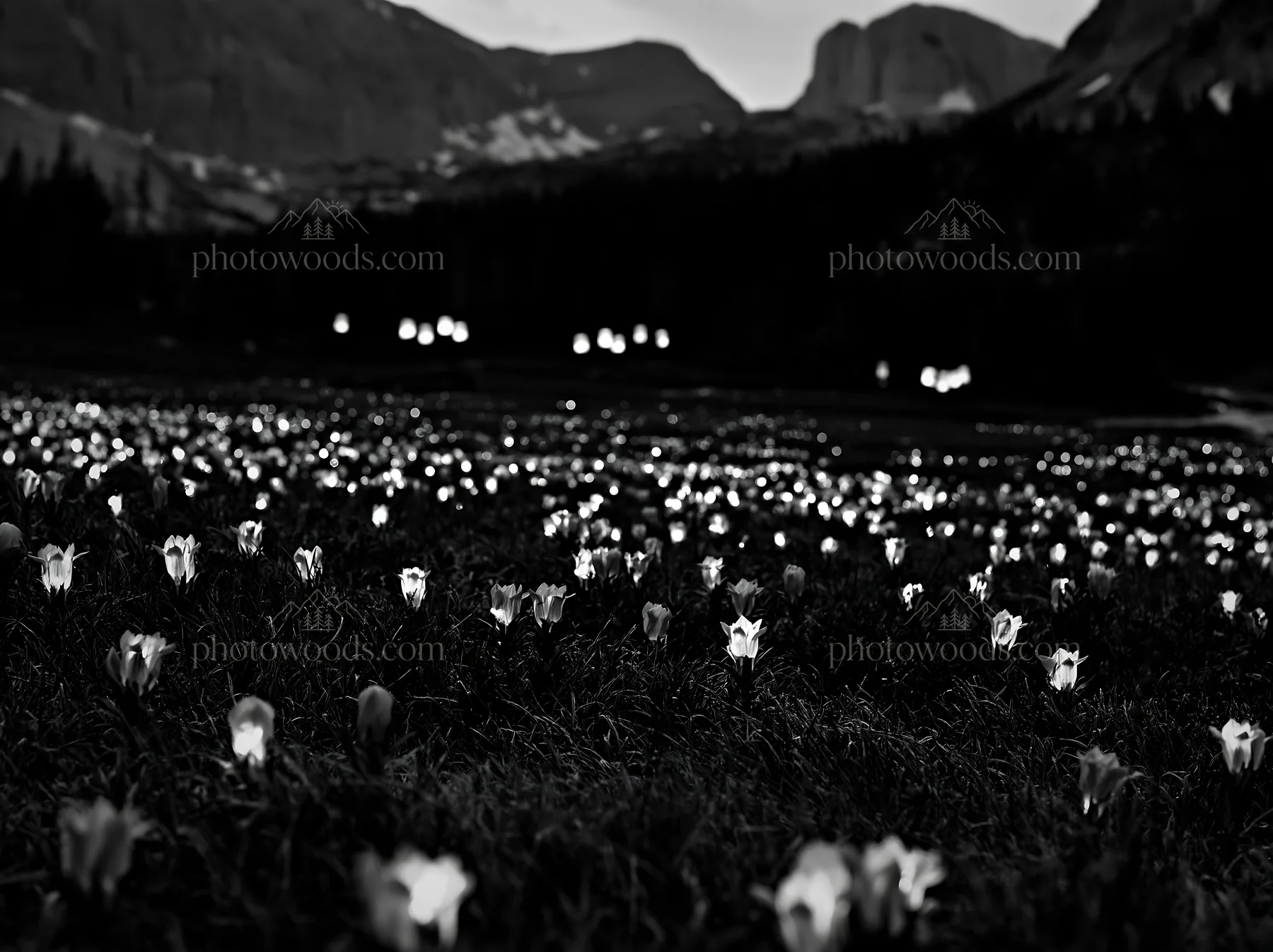 Wide Christmas meadow with native flowers and fairy lights - AI-generated stock image