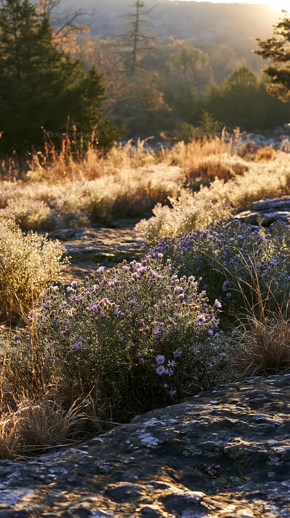 Colorful aster meadow with sunlight filtering through the scene - AI-generated stock image