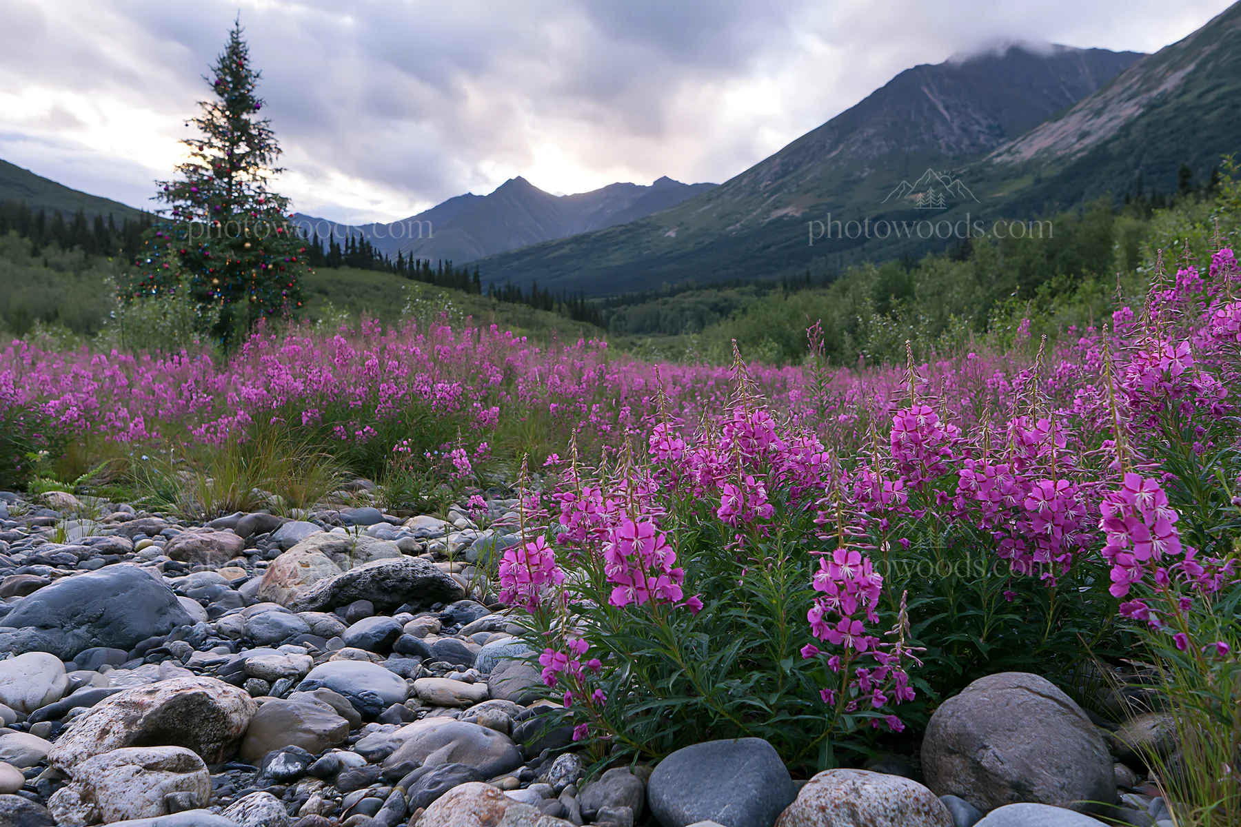 Wide Christmas meadow with native flowers and fairy lights - AI-generated stock image