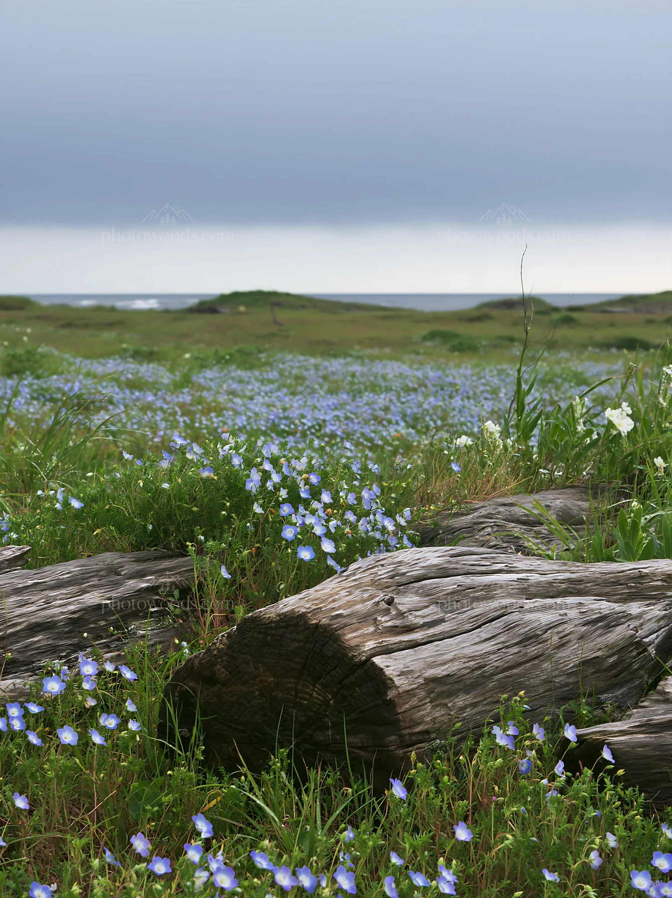 Chiba coastal meadow with driftwood and wildflowers - AI-generated stock image