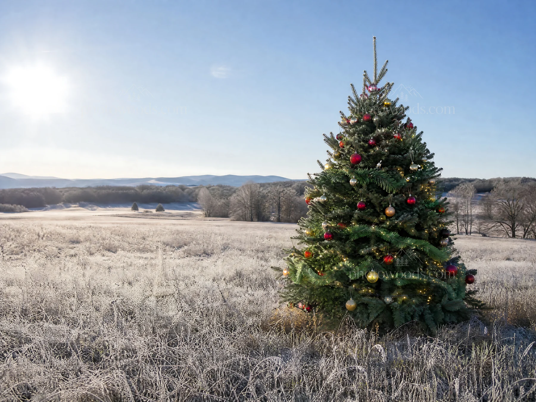 Vibrant Christmas tree in meadow under winter sunlight - AI-generated stock image