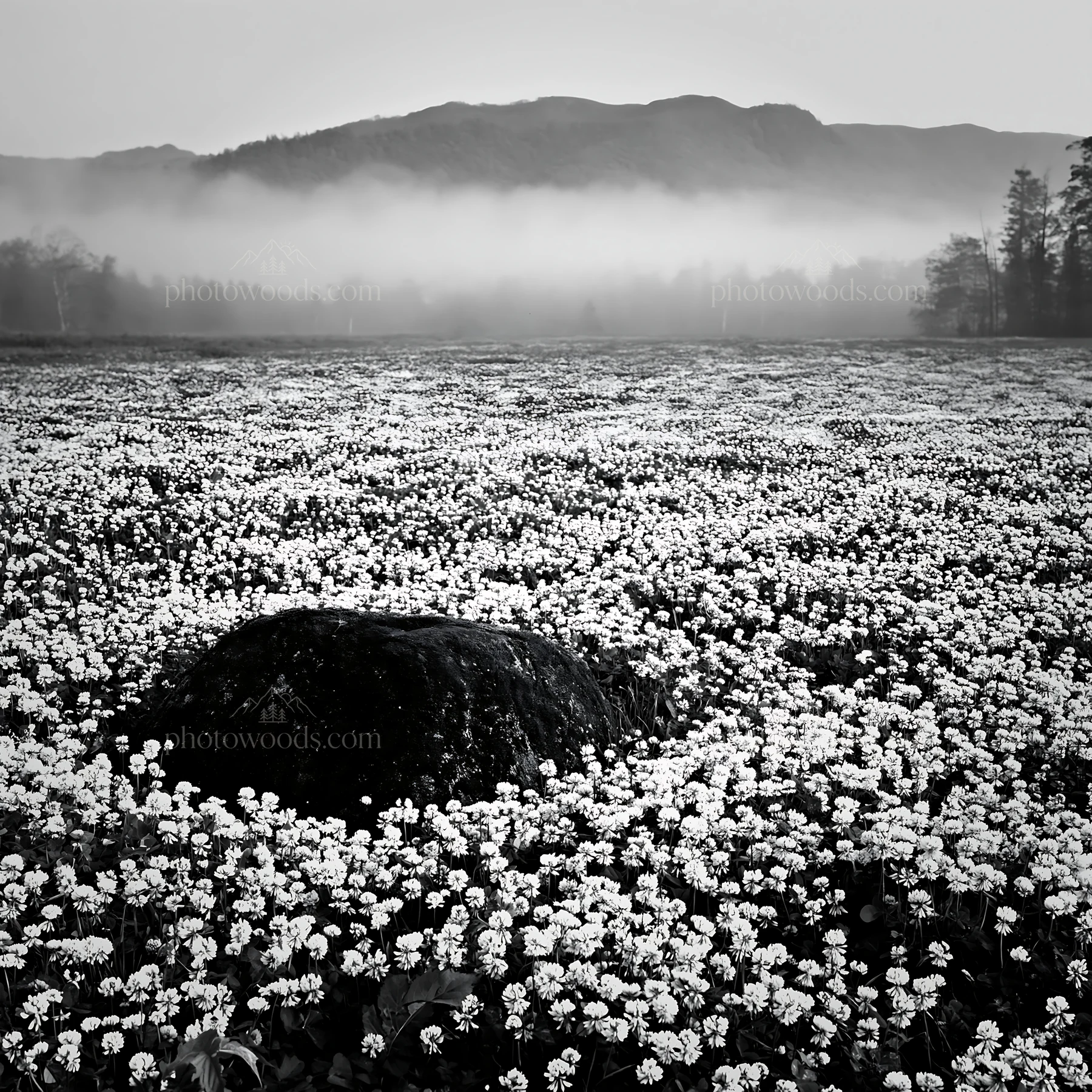 Black and white miyagi spring recovery meadow mossy stone in a natural setting - AI-generated stock image