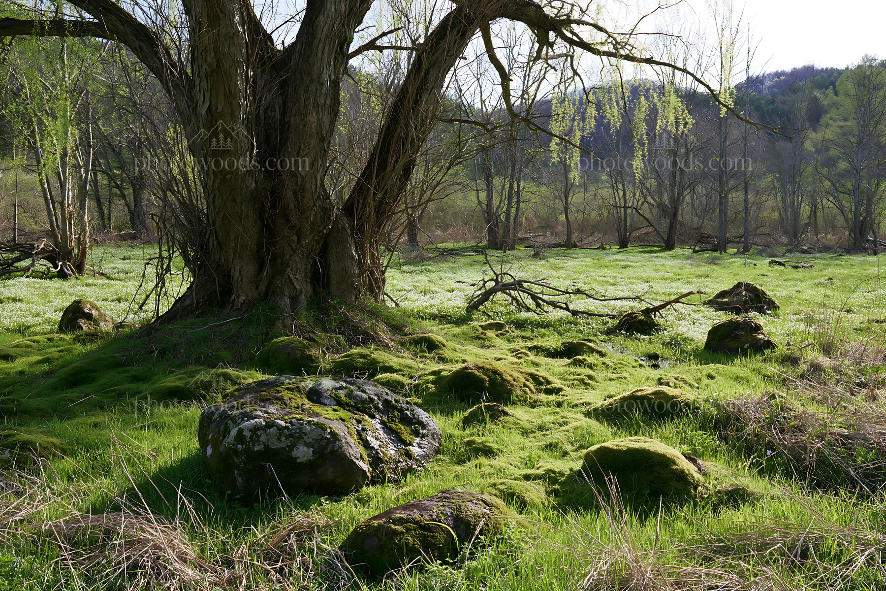 Miyagi spring recovery meadow mossy stone with trees and rocks - AI-generated stock image