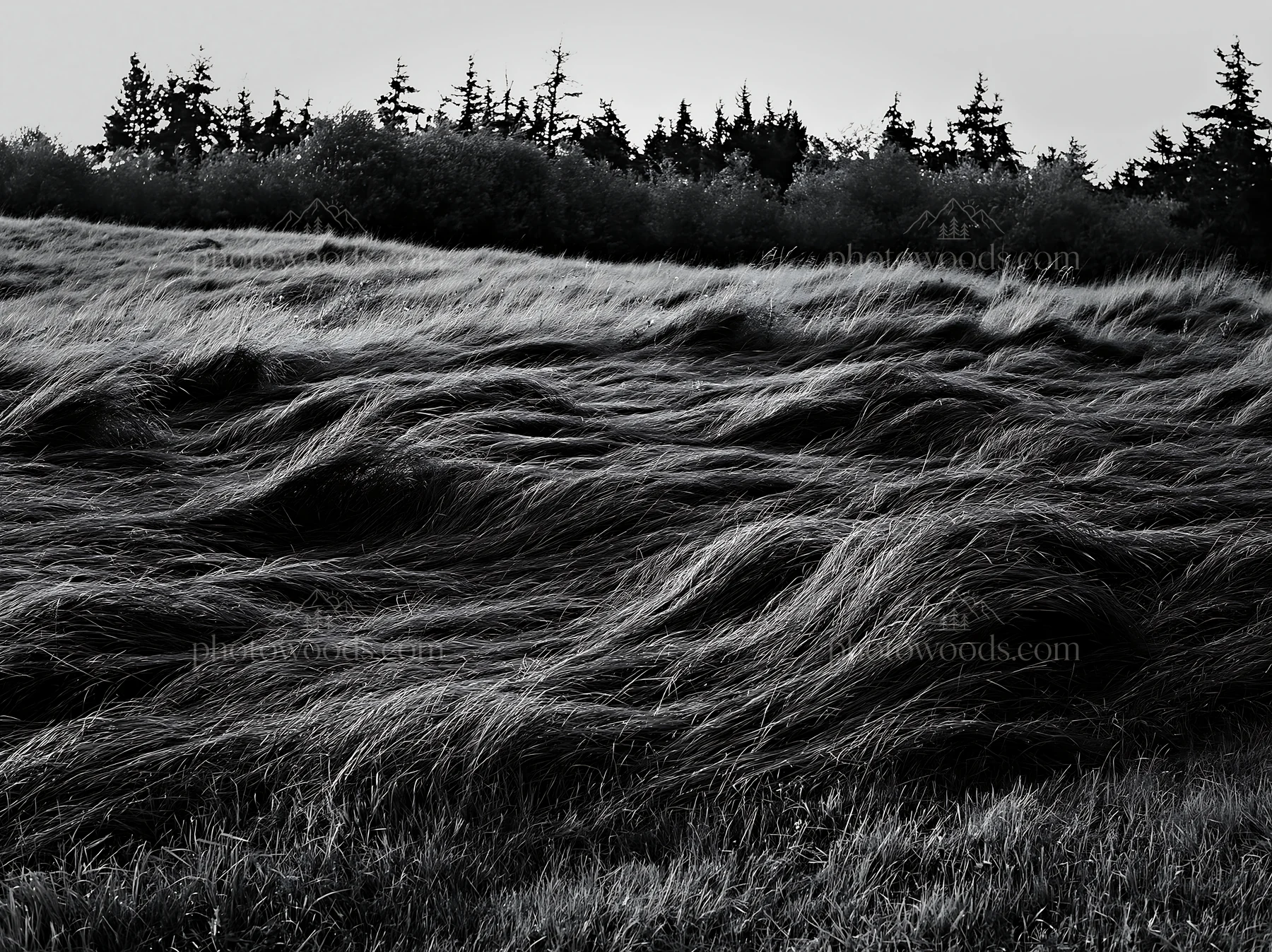 Tall grass meadow with dark trees in background at dusk - AI-generated stock image
