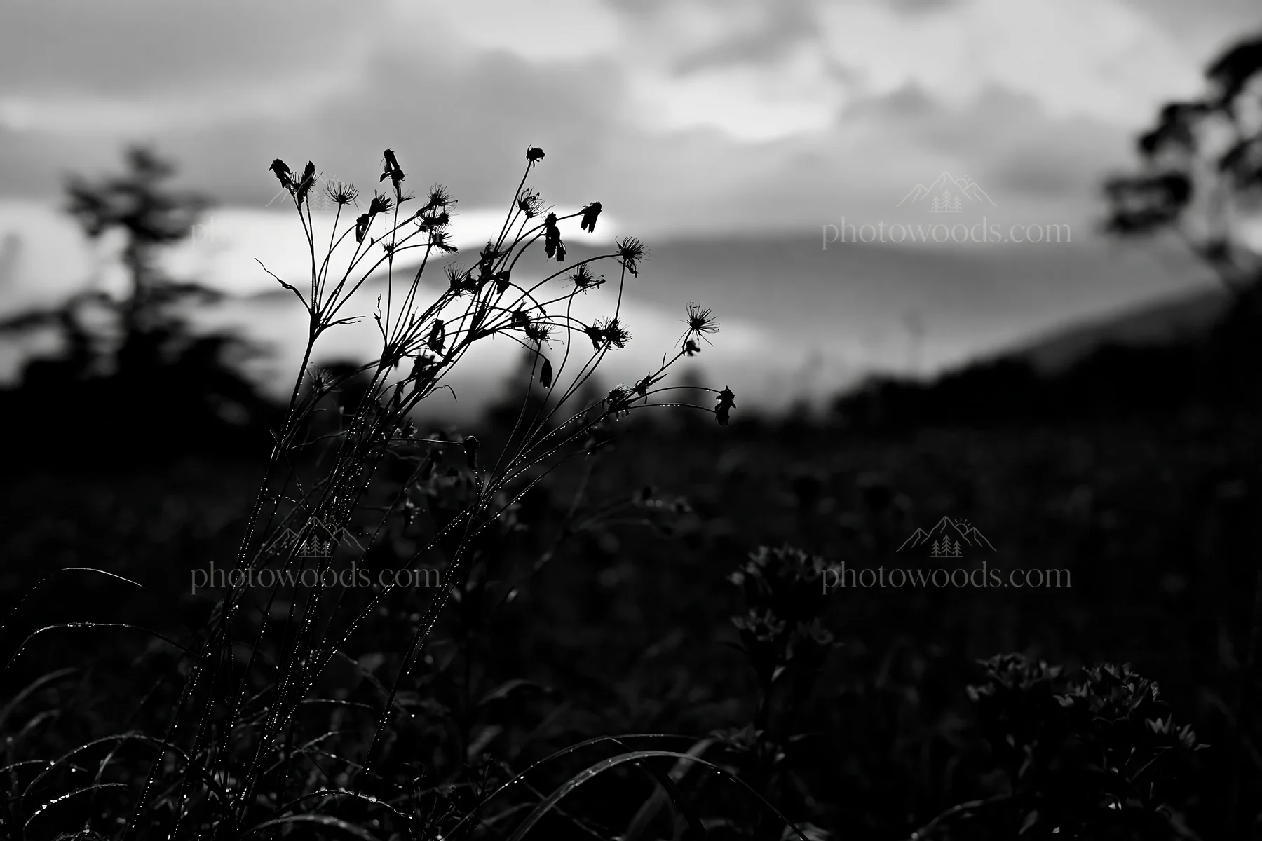 Black and white iwate rain refreshed meadow seedhead foreground - AI-generated stock image