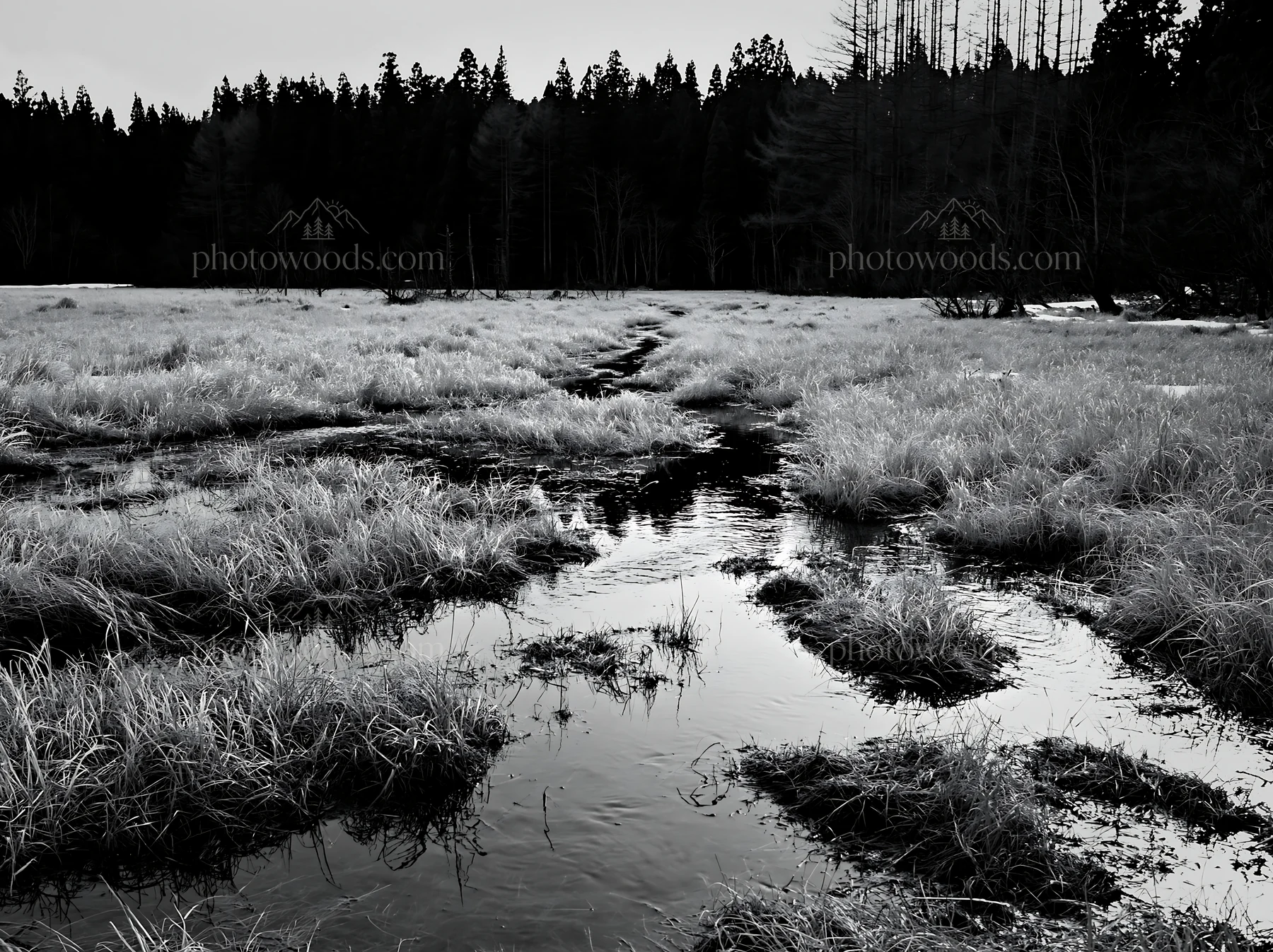 Black and white akita snowmelt meadow with silver grasses in early spring - AI-generated stock image