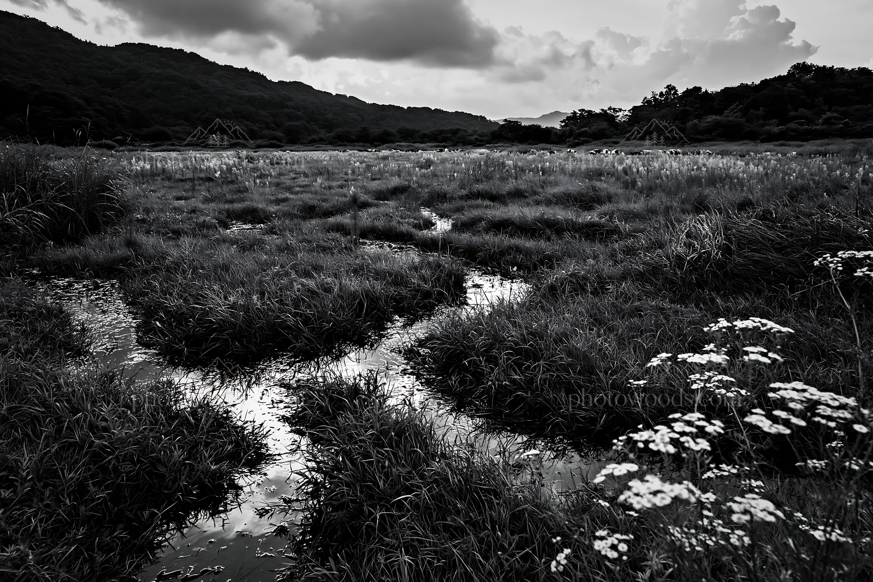 Black and white shizuoka seasonal meadow after heavy rain with green grass - AI-generated stock image