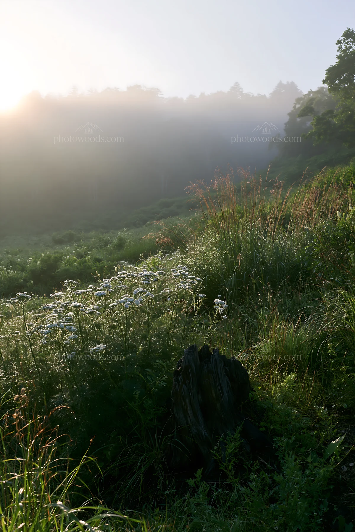 Fukushima native meadow with weathered stump at sunrise - AI-generated stock image