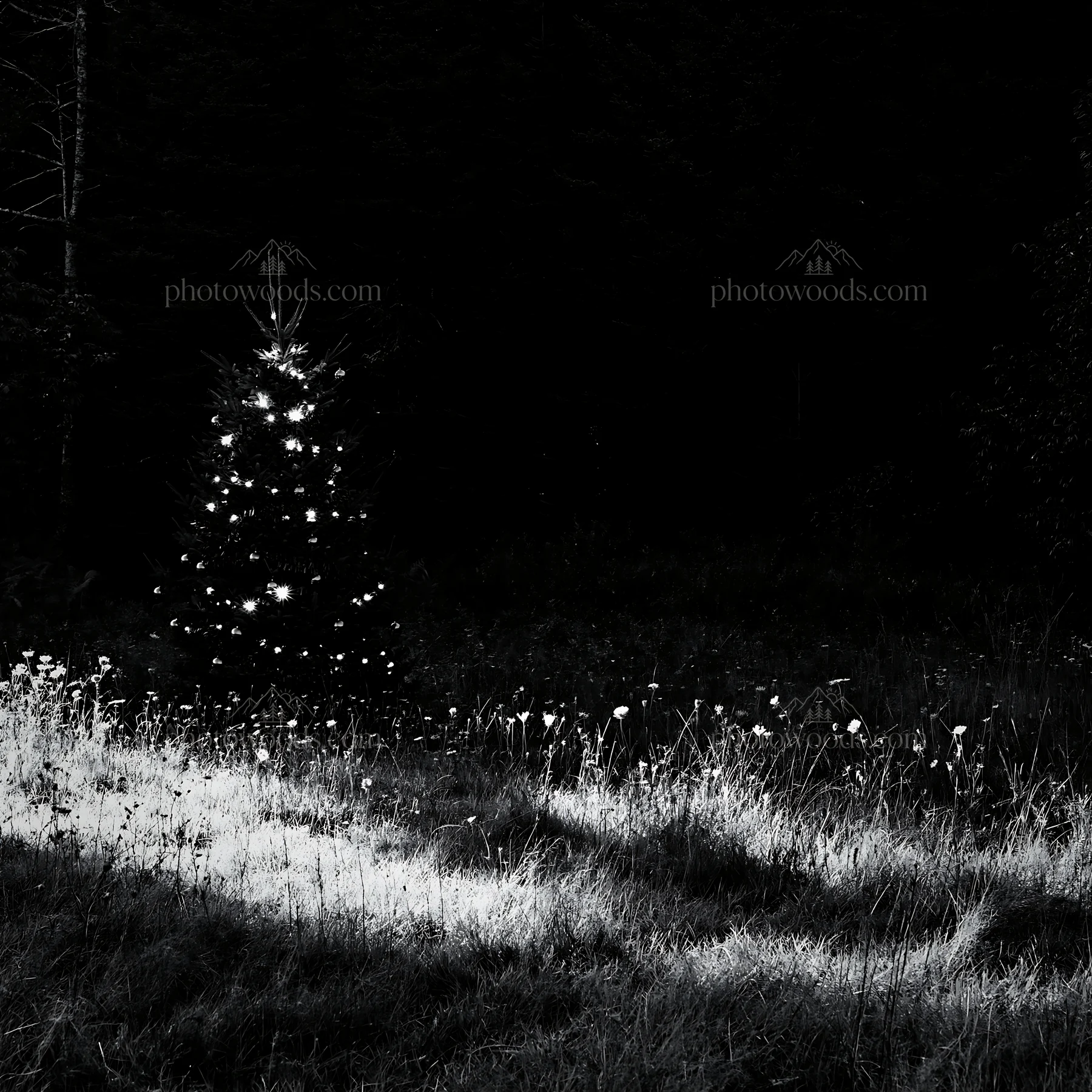 Christmas tree in meadow with filtered light rays - AI-generated stock image