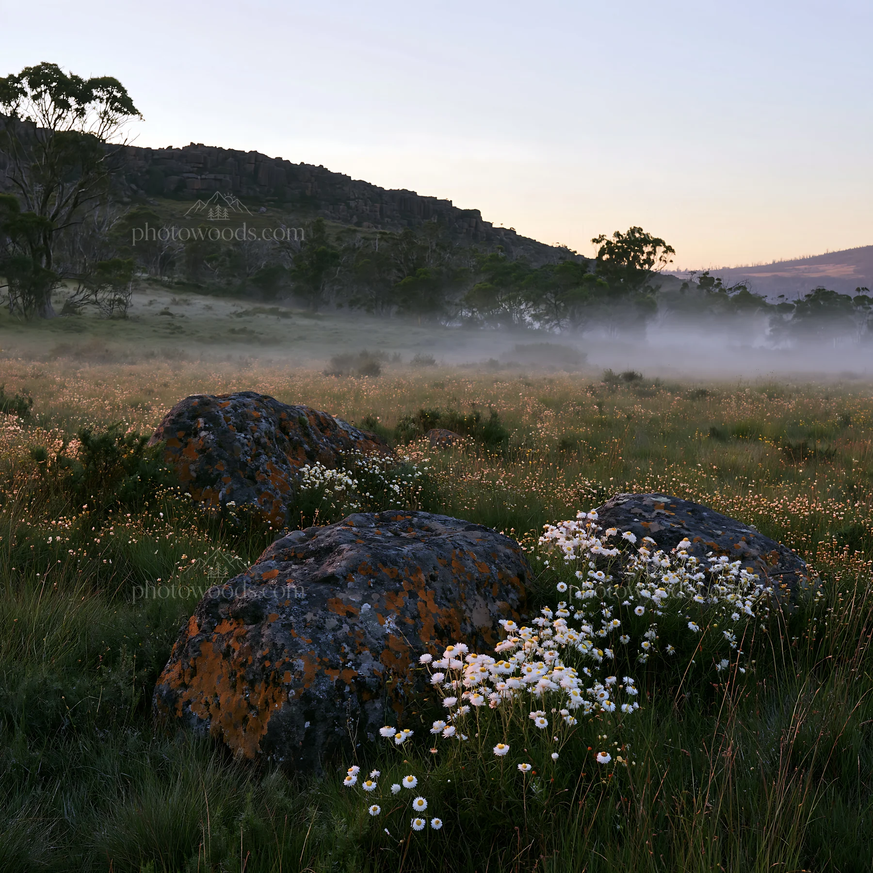 Meadow with boulders and flowers at dawn - AI-generated stock image
