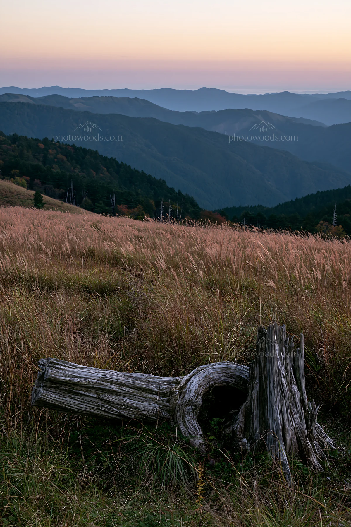 Wakayama autumn meadow weathered wood foreground - AI-generated stock image
