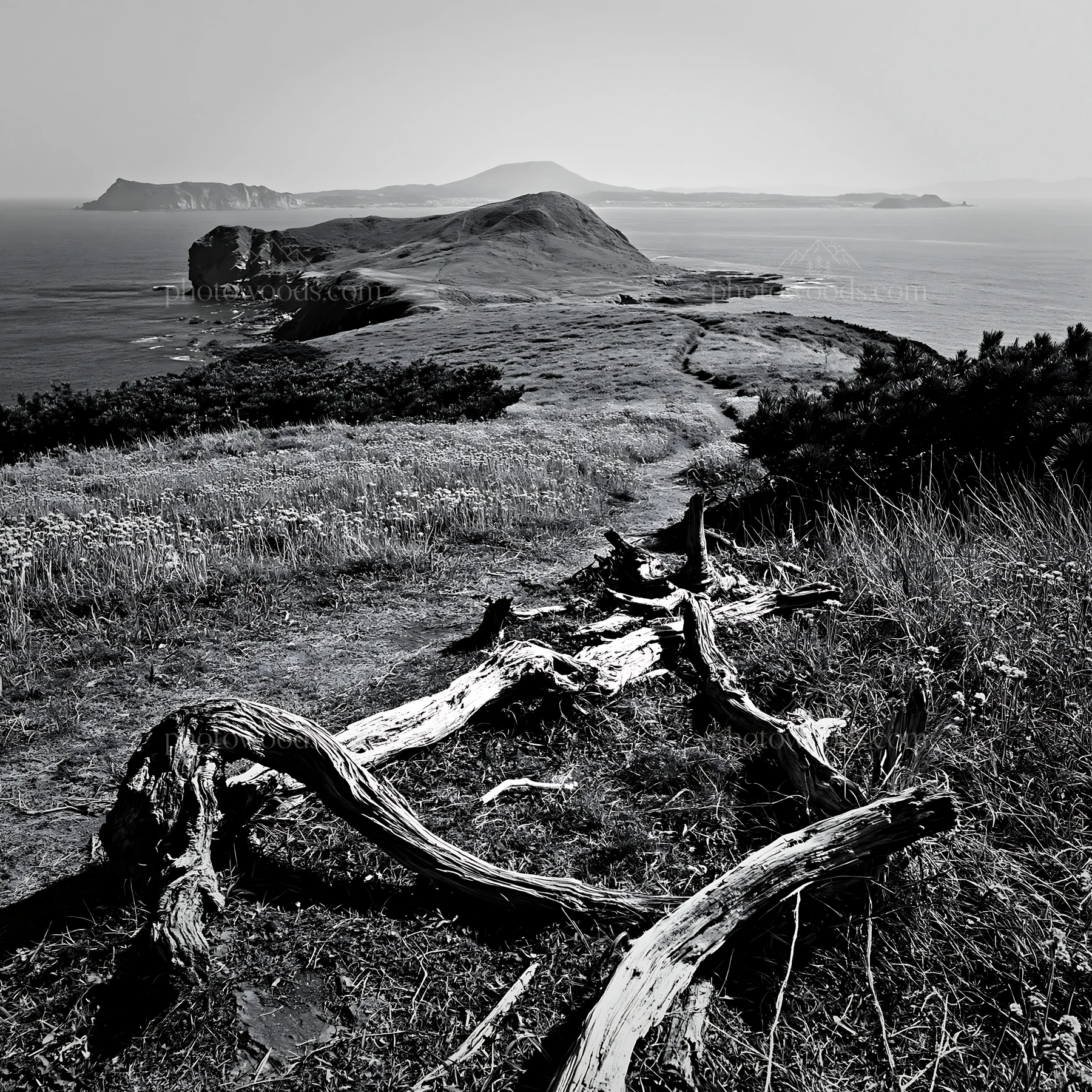 Nagasaki coastal meadow with driftwood and ocean view - AI-generated stock image