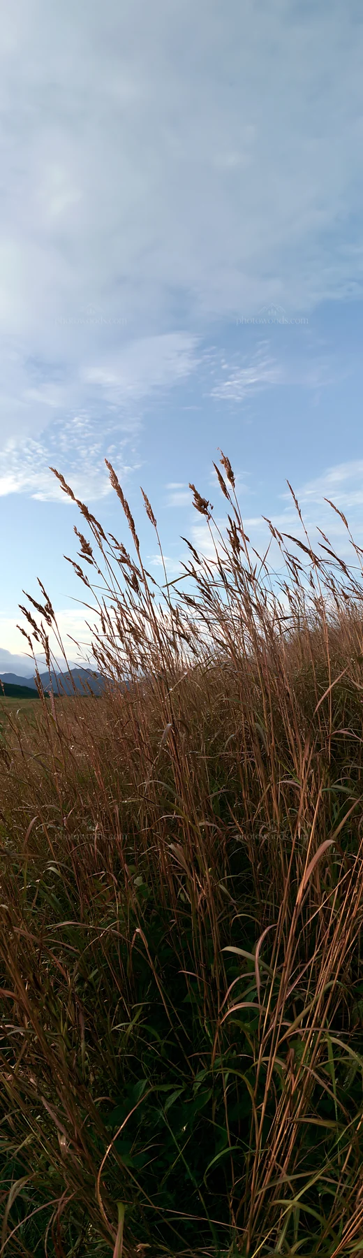 Iwate rain refreshed meadow seedhead foreground - AI-generated stock image