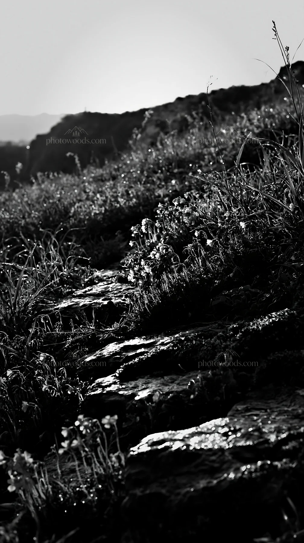 Black and white miyagi spring recovery meadow mossy stone with flowers - AI-generated stock image