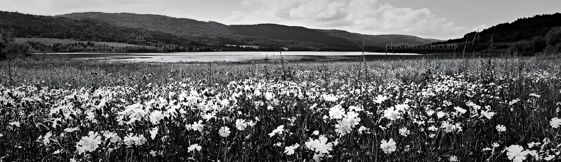 Lakeside meadow in Germany with wildflowers and mountains